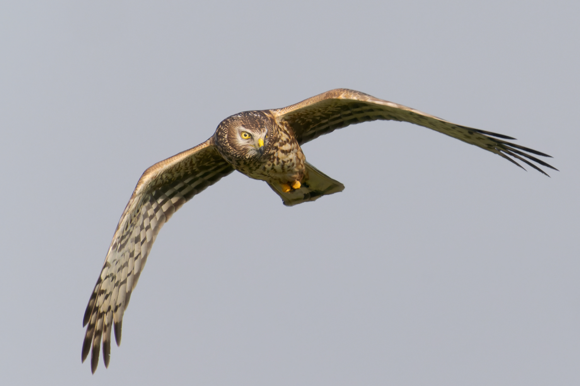 Albanella reale (Circus cyaneus)
