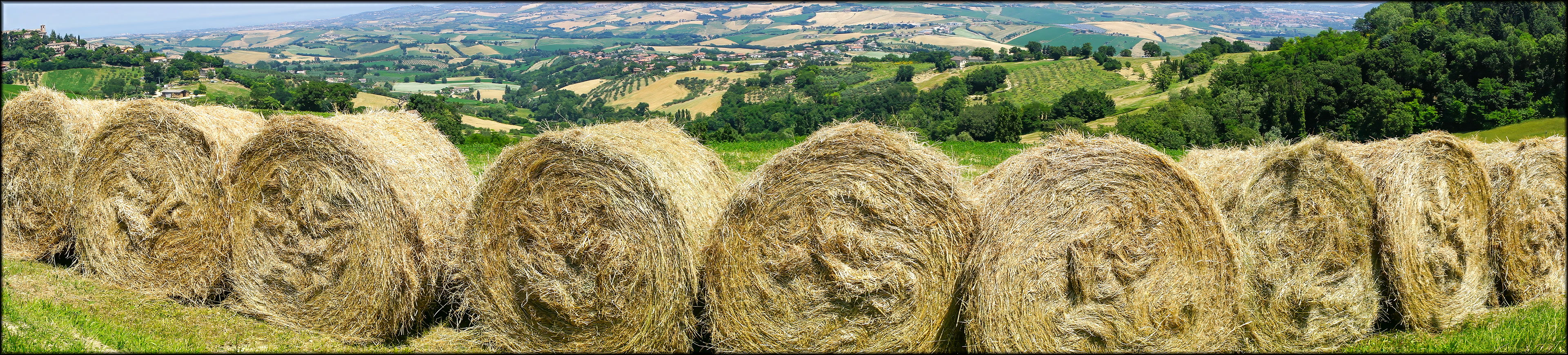 Umbria Landscape. Harvest.