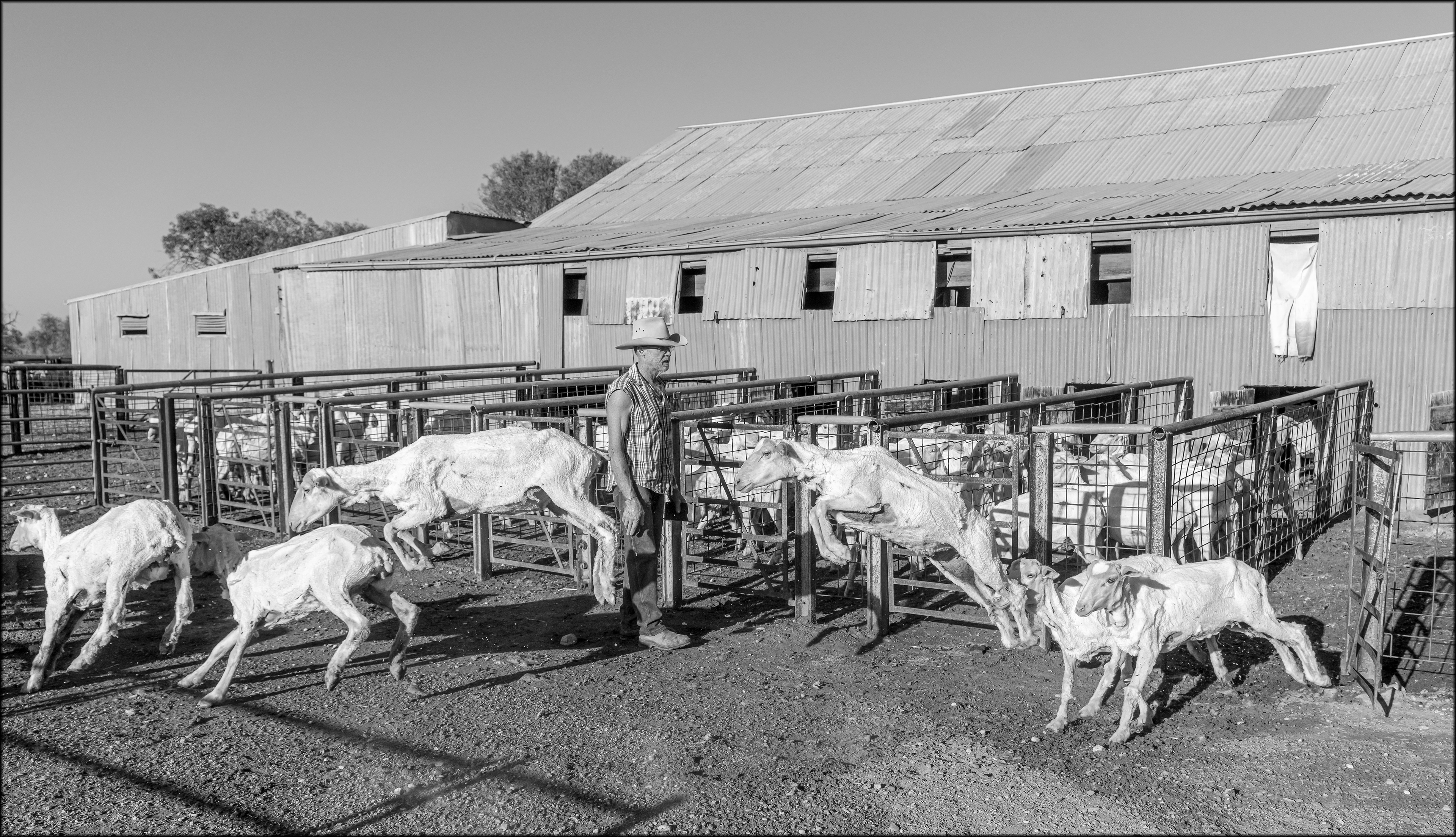 Shearing Shed 3