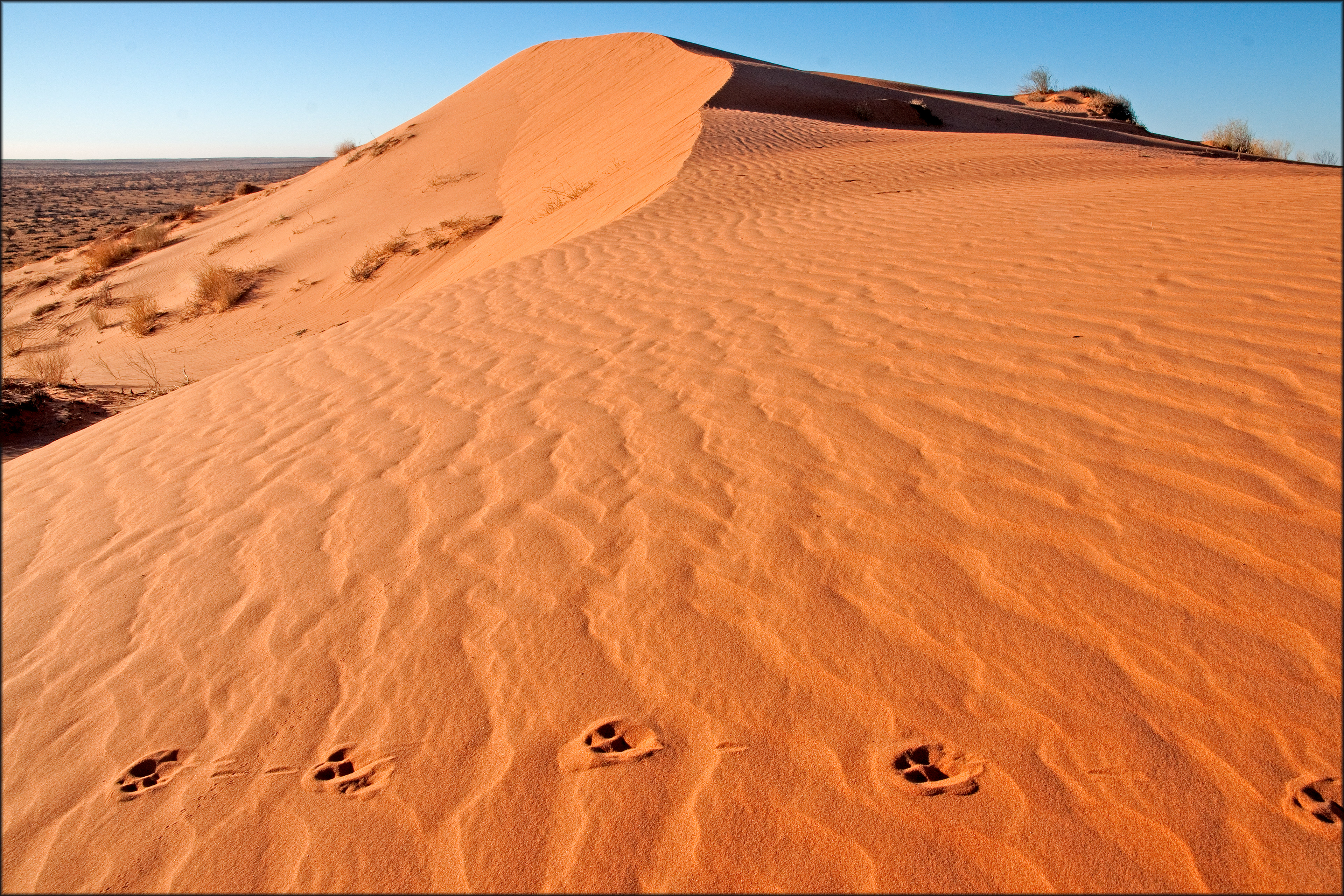 Dingo Tracks on Sand Dune.