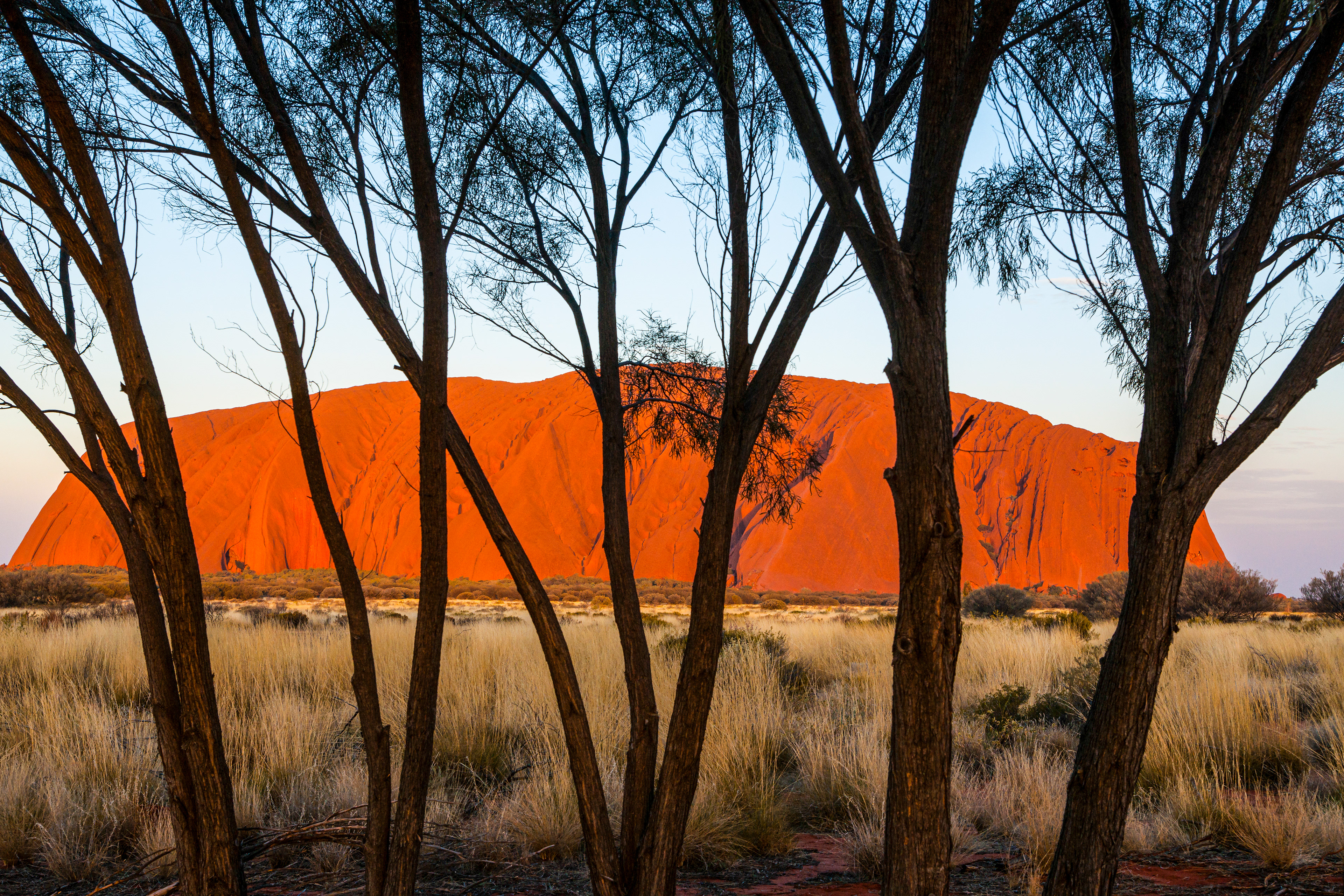 Uluru. Sunset and Mulga Trees