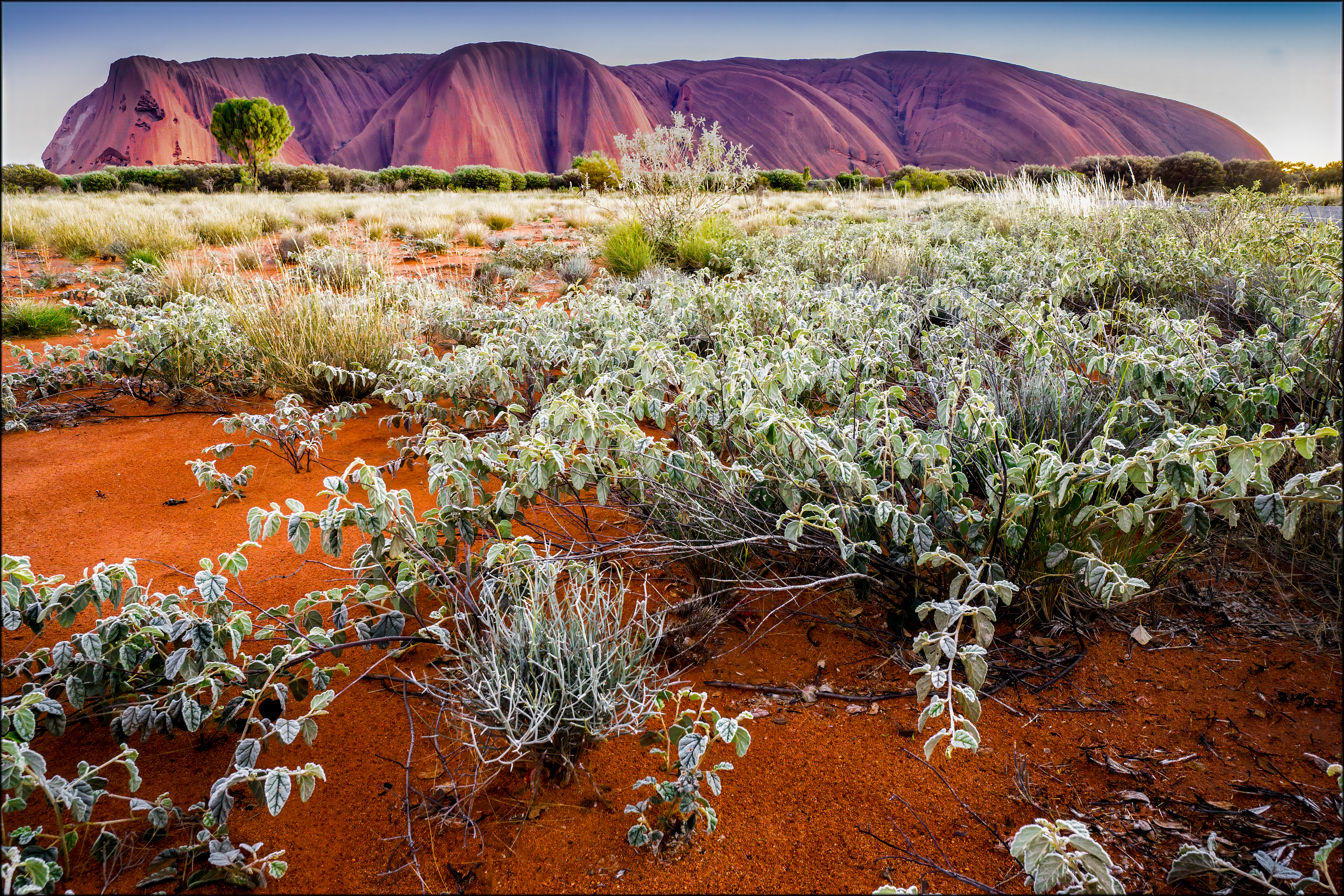 Early Morning Frost.