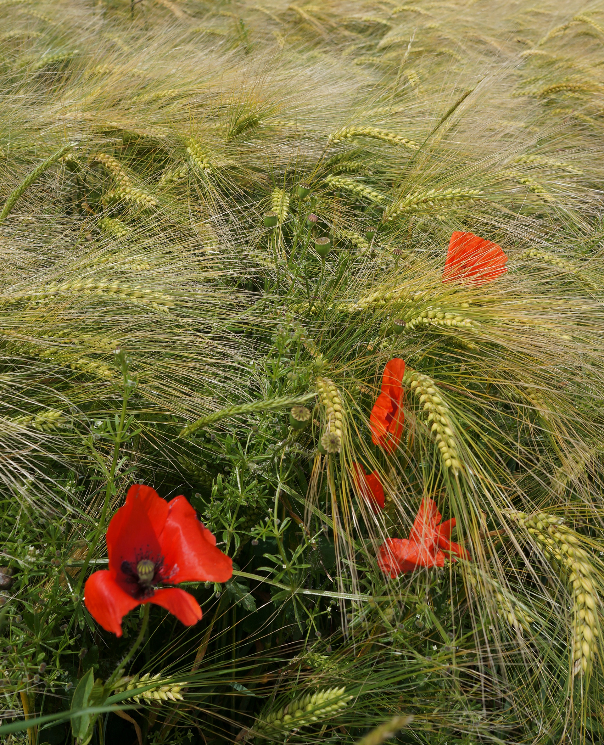 Wheat and Poppies. France.