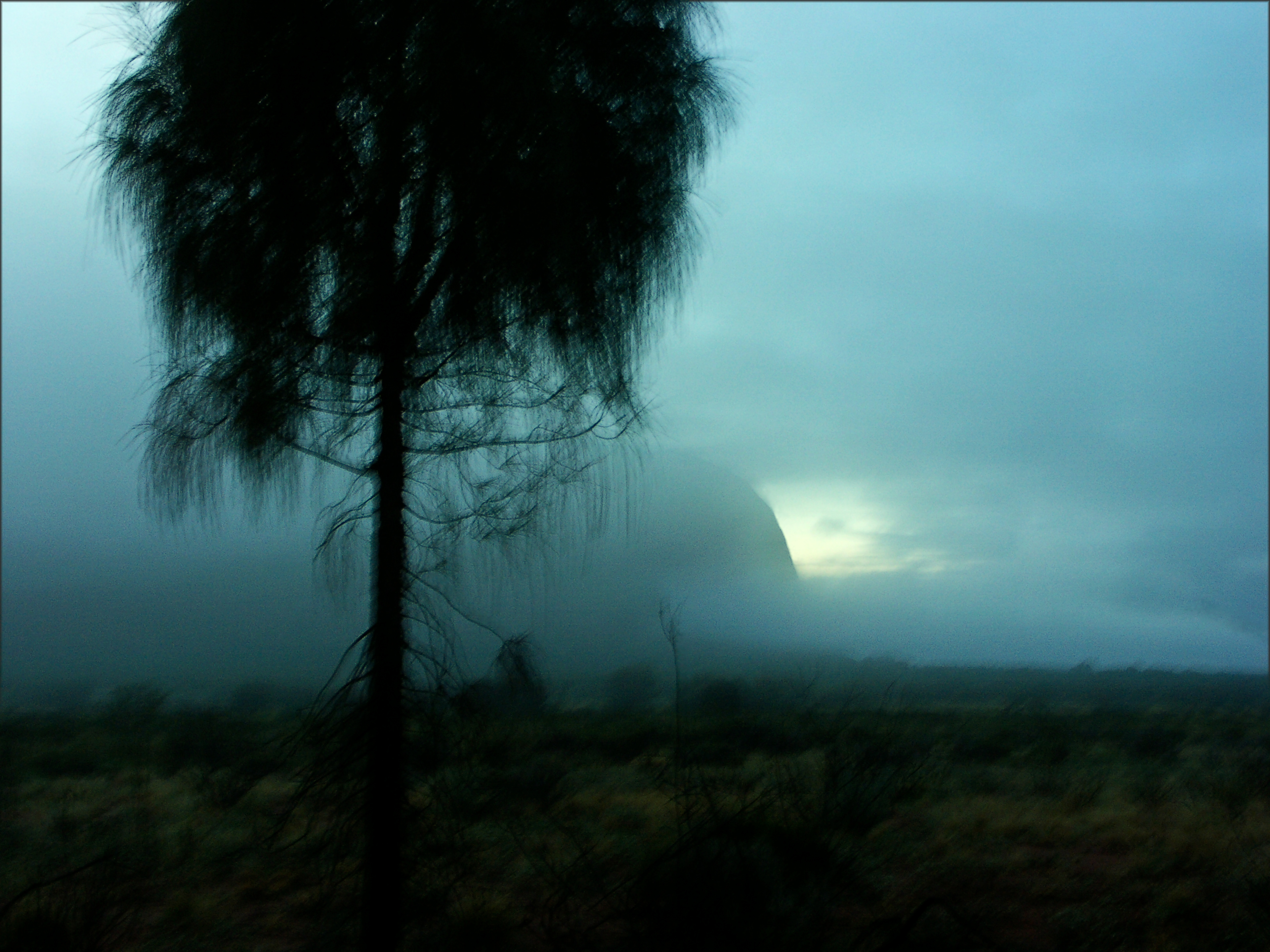 Uluru. Early Morning Mist and Desert Oak.