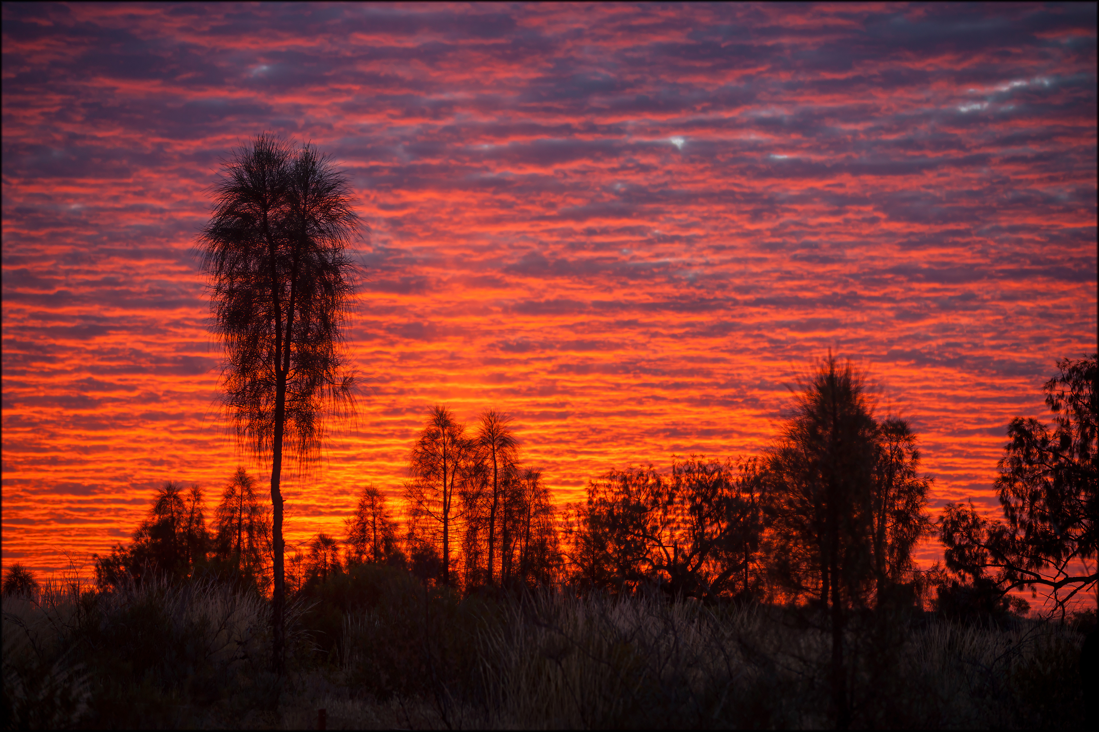 Desert Oaks at Dawn.