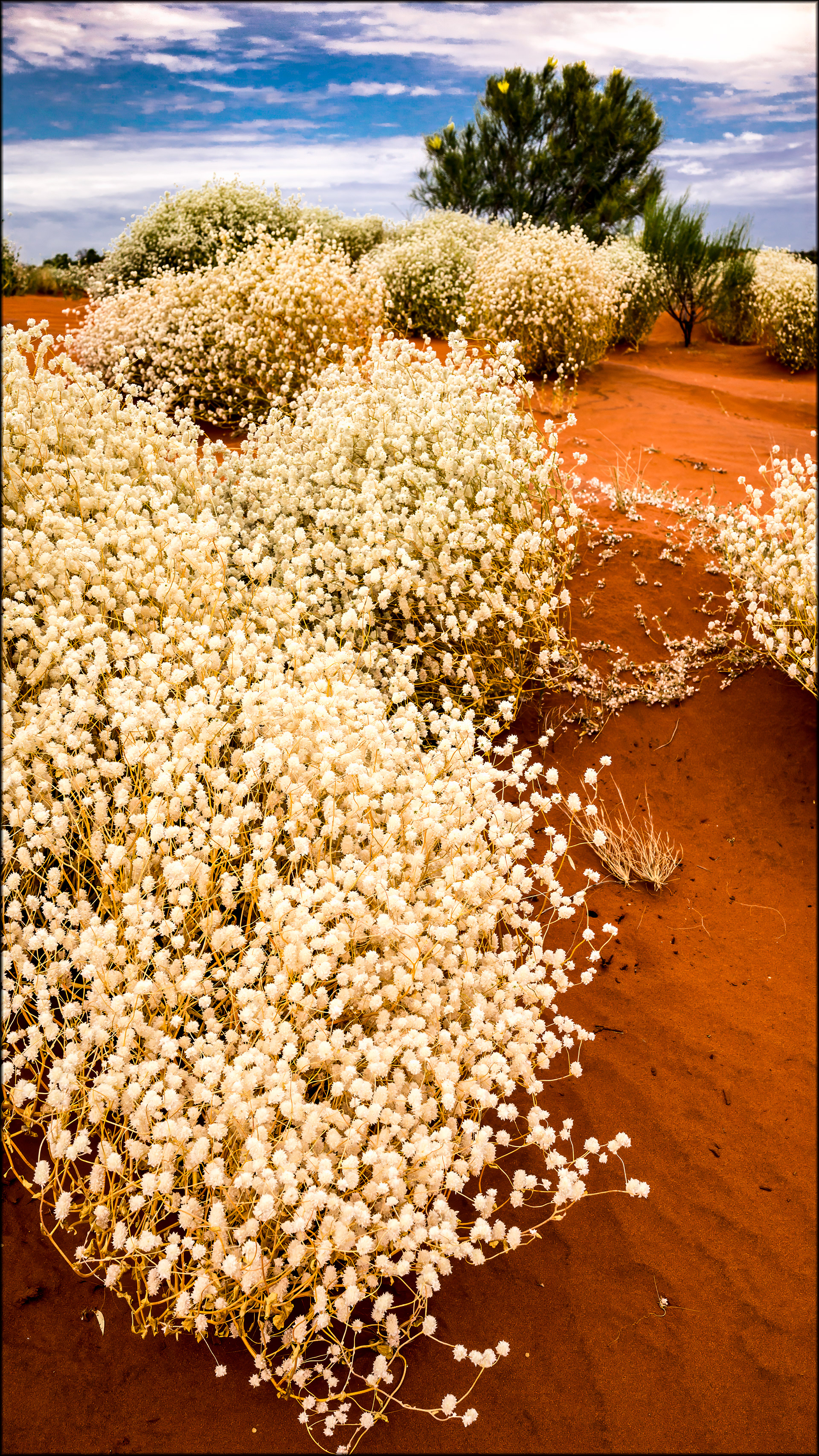 Snow on the Dunes.