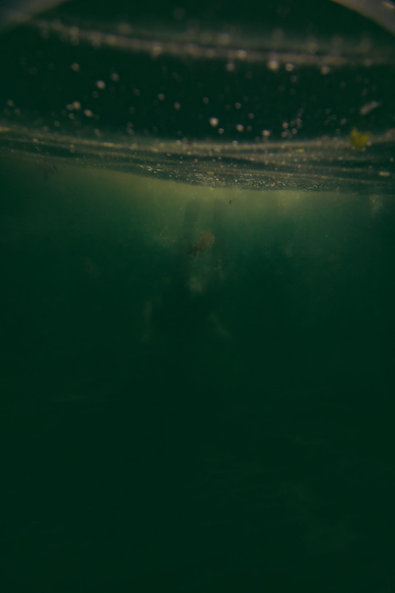 Ocean Dip
