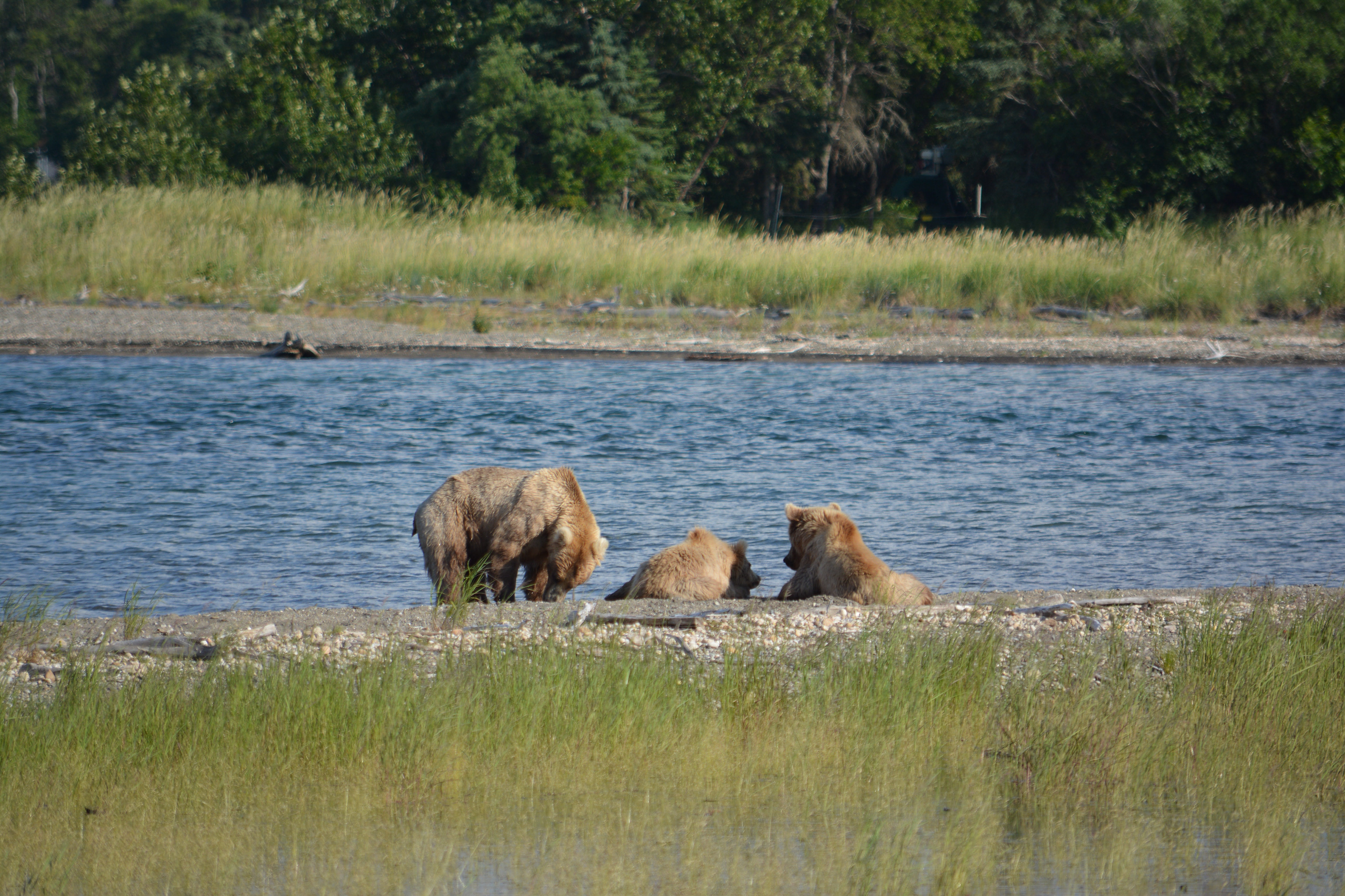 Holly, yearling, and Cubadult - Freddie Dyke, 2015-07-03, Katmai National Park Alaska, 1/800s f/5.6 260mm