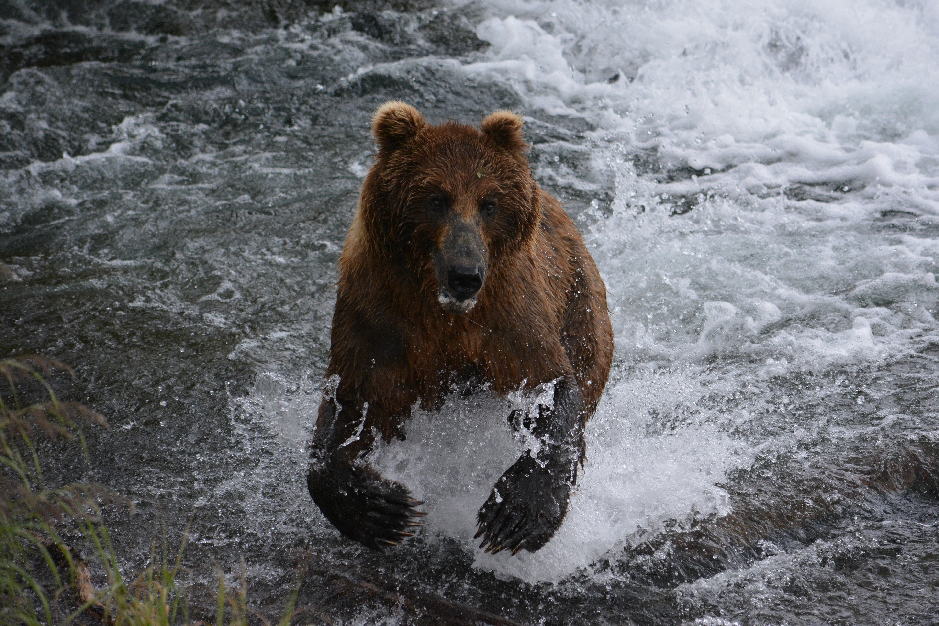 Медведь бежит по воде