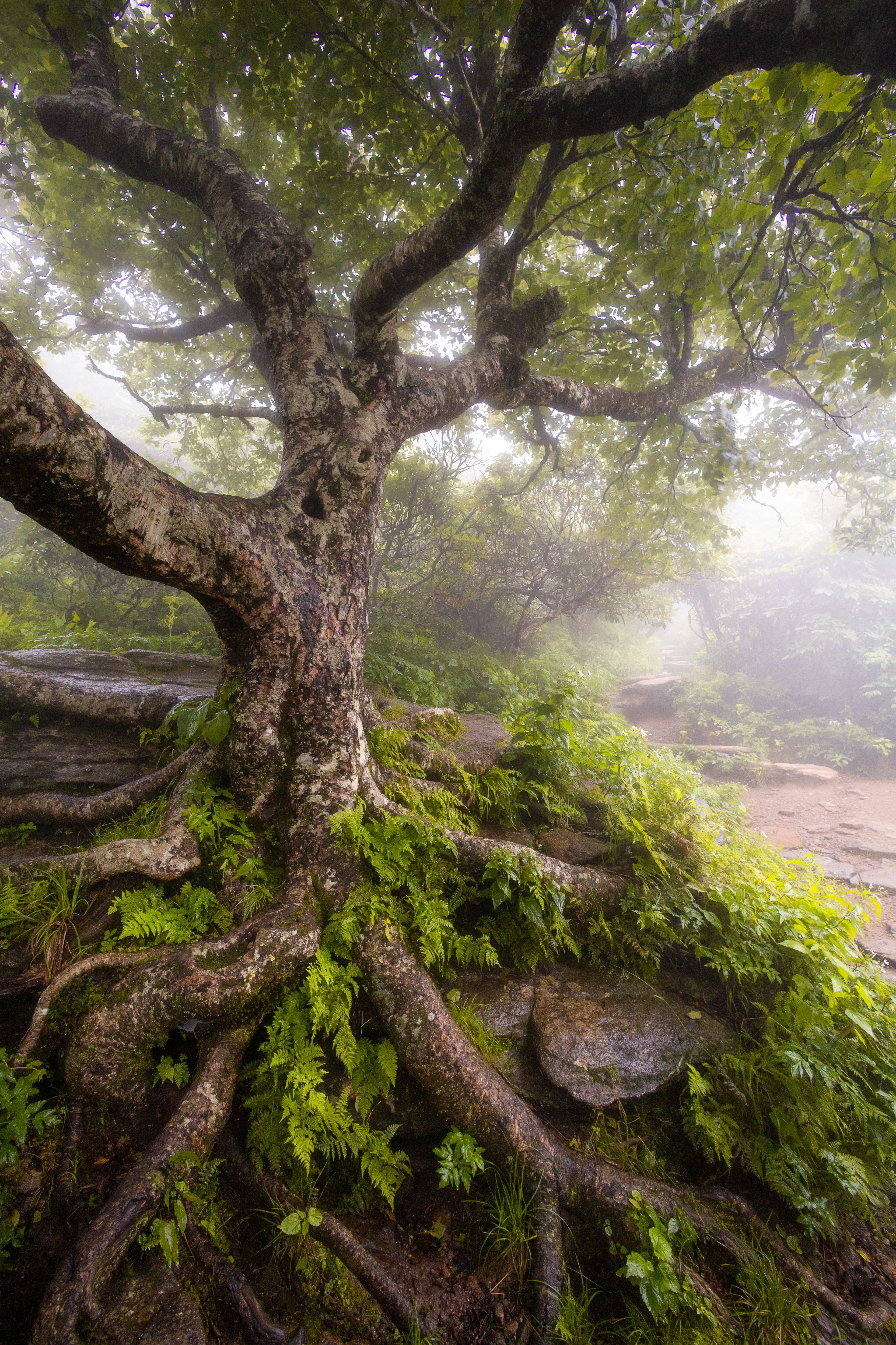 Black Mountain, NC