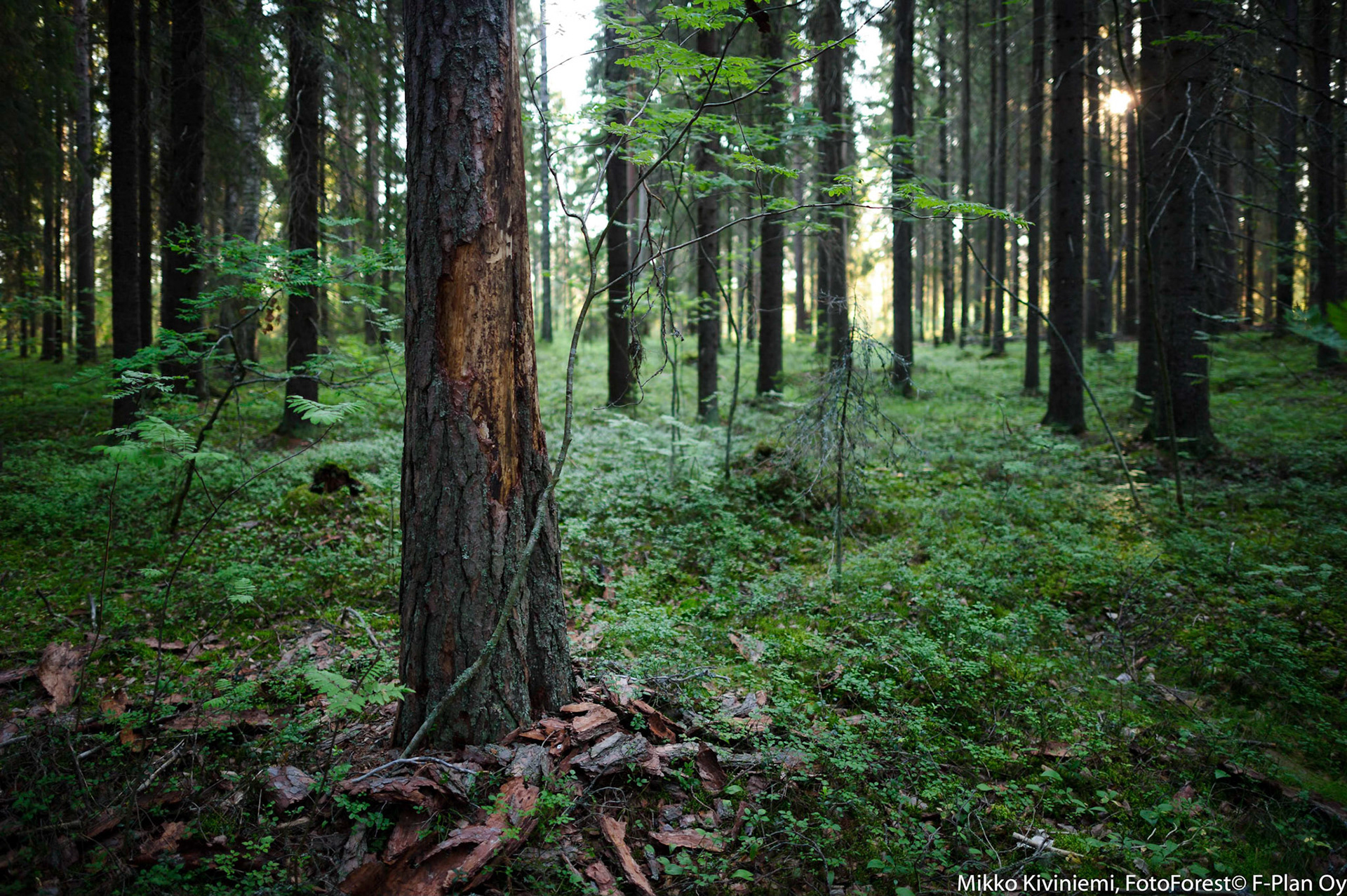 Keloutuva mänty, Pieksämäki 1118