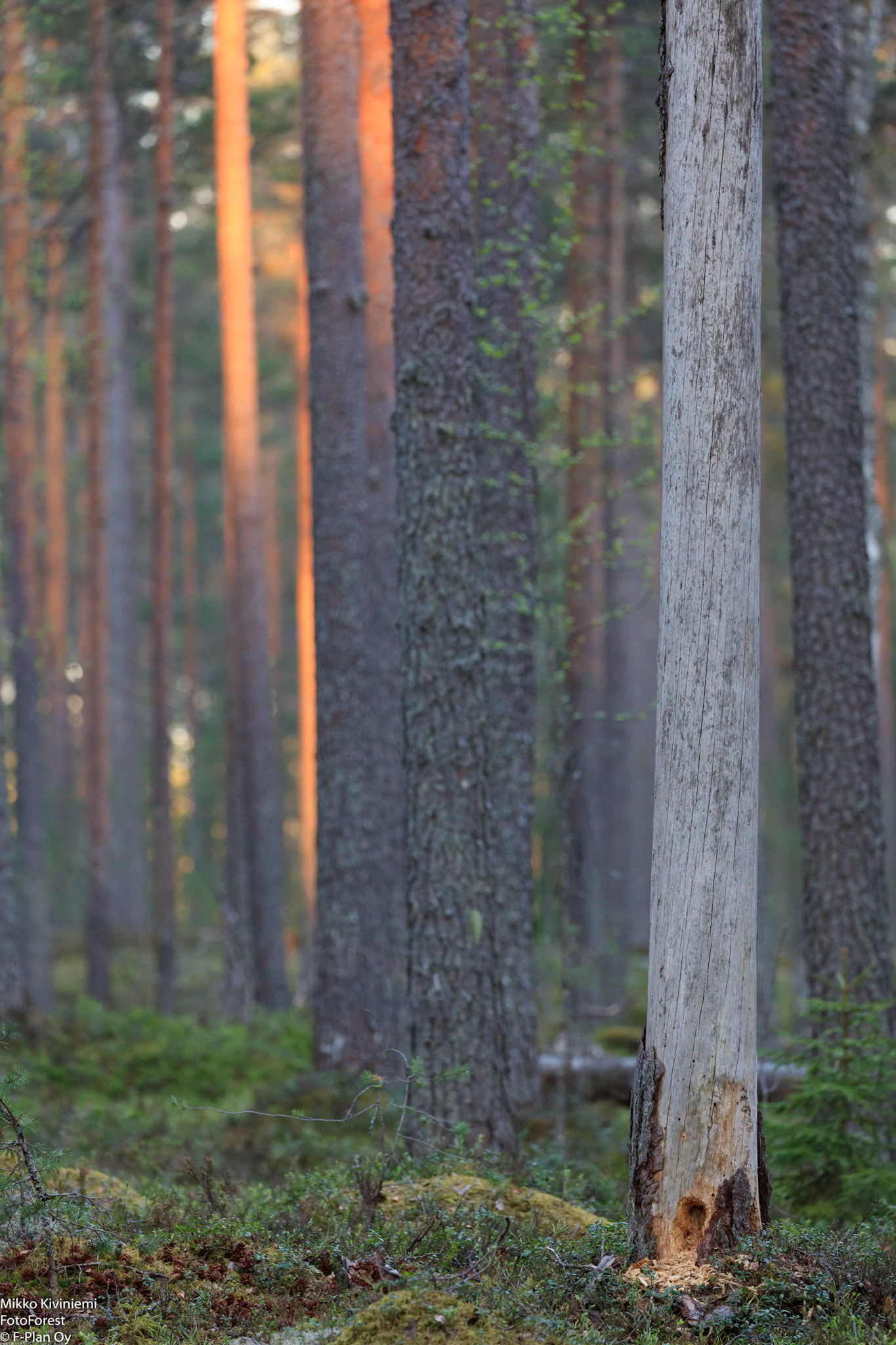 Mäntymetsä, Pieksämäki 1105