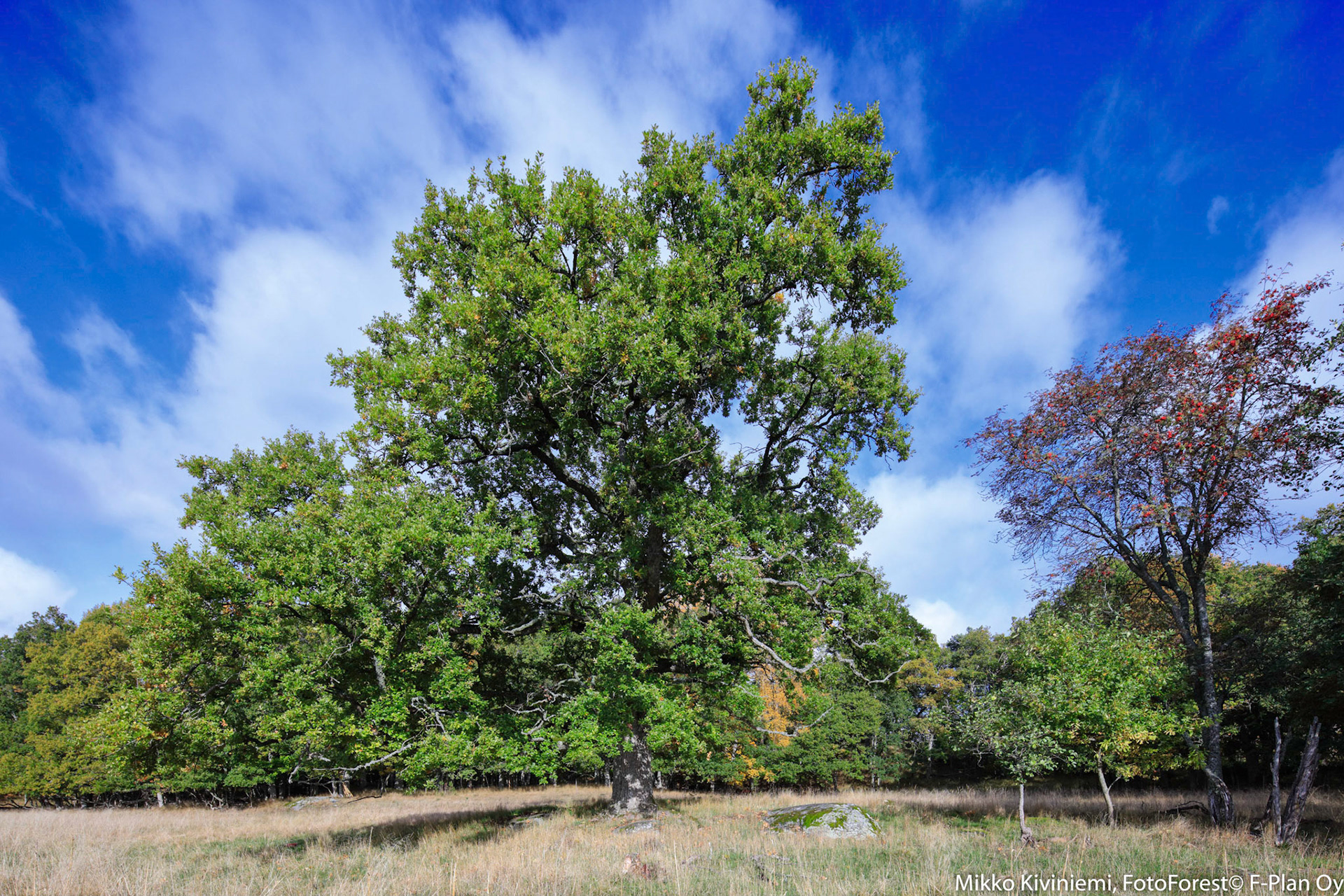 Tammi, Elisaari, 1137