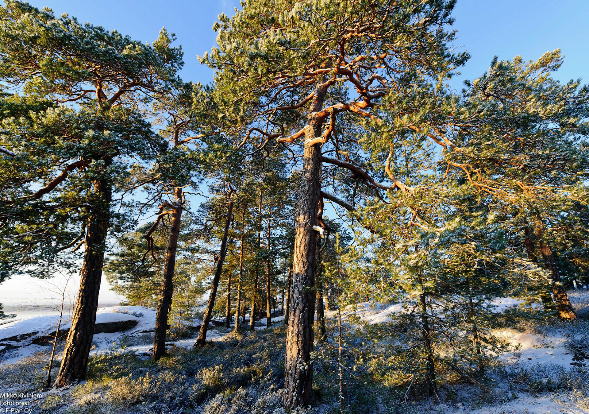 Kalliomännyt, Espoo, 1123