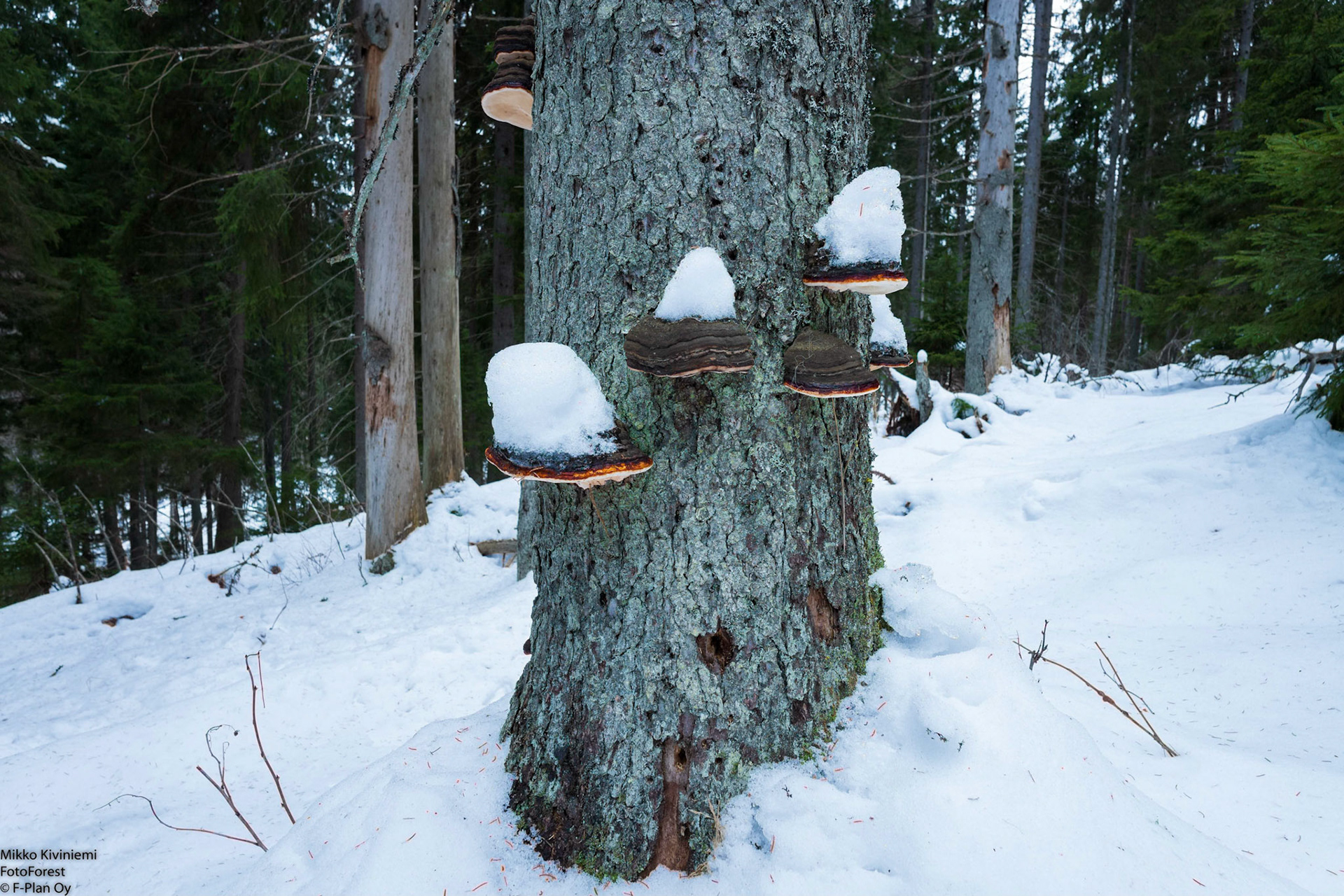 Kantokääpä, Kuusi, Nuuksio 1075