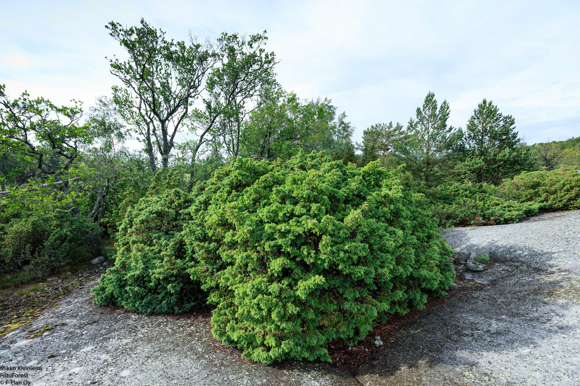 Kataja, Isokari, 1275