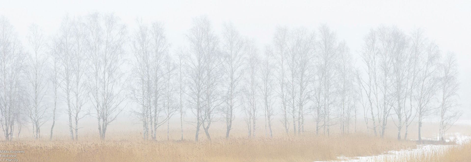 Koivu, Saltfjärden 1101