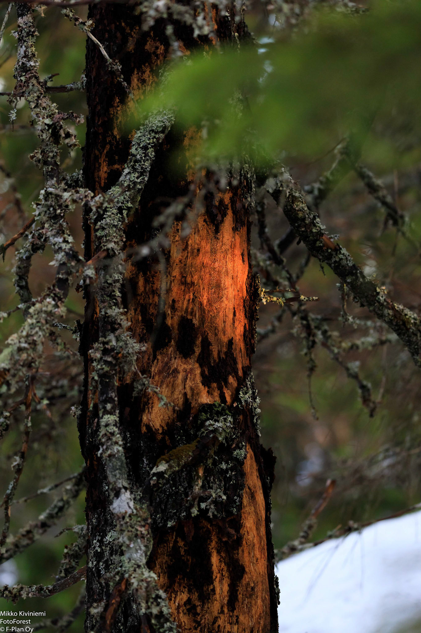 Iltahetki Kolilla, 1257