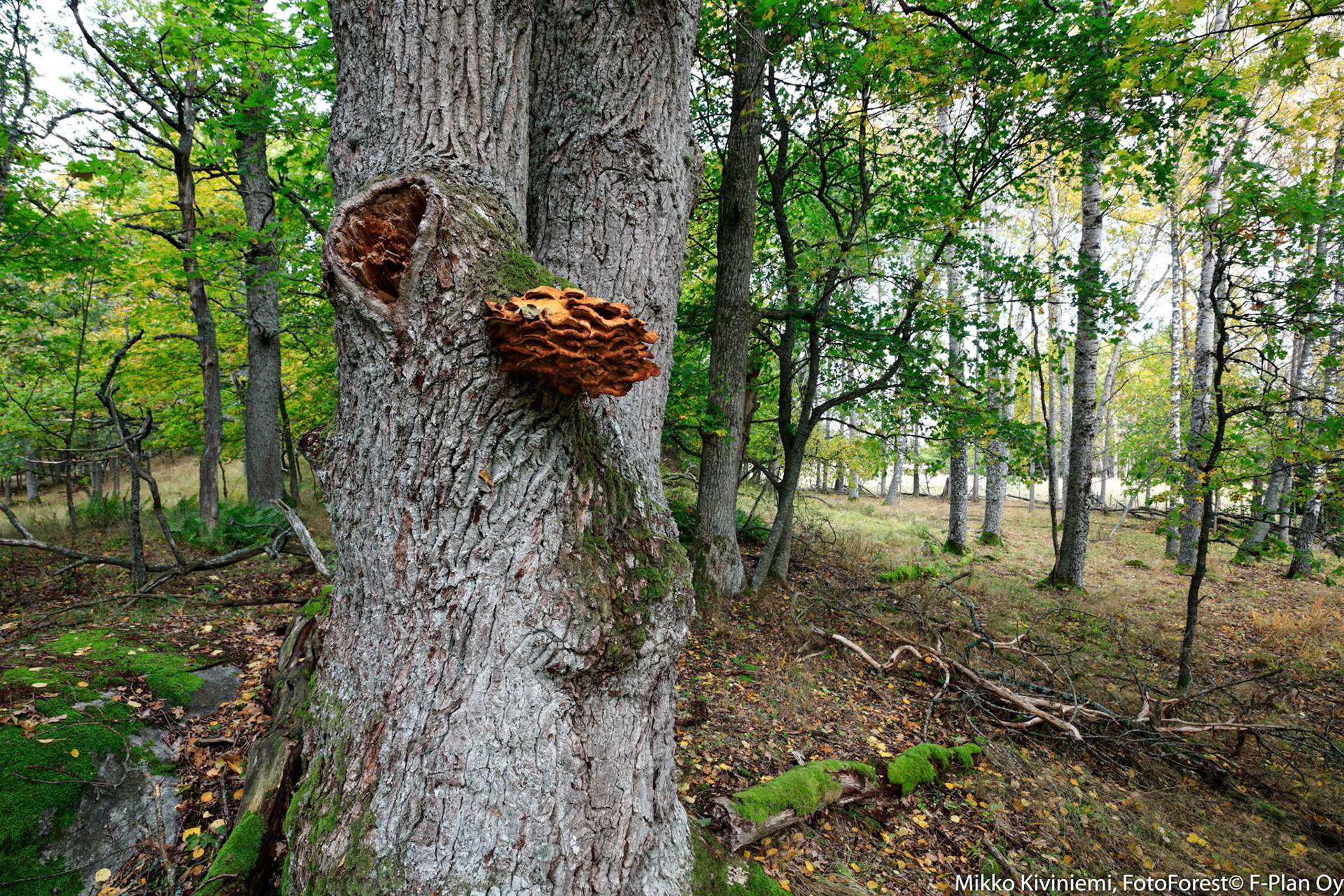 1002 Tammen Rikkikääpä