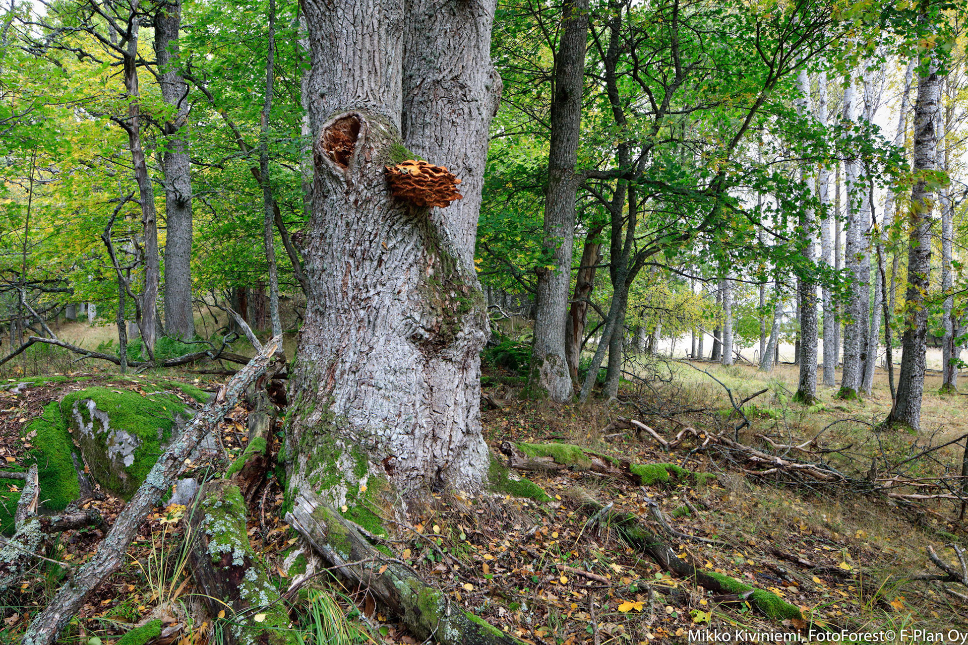 1008 Tammen Rikkikääpä