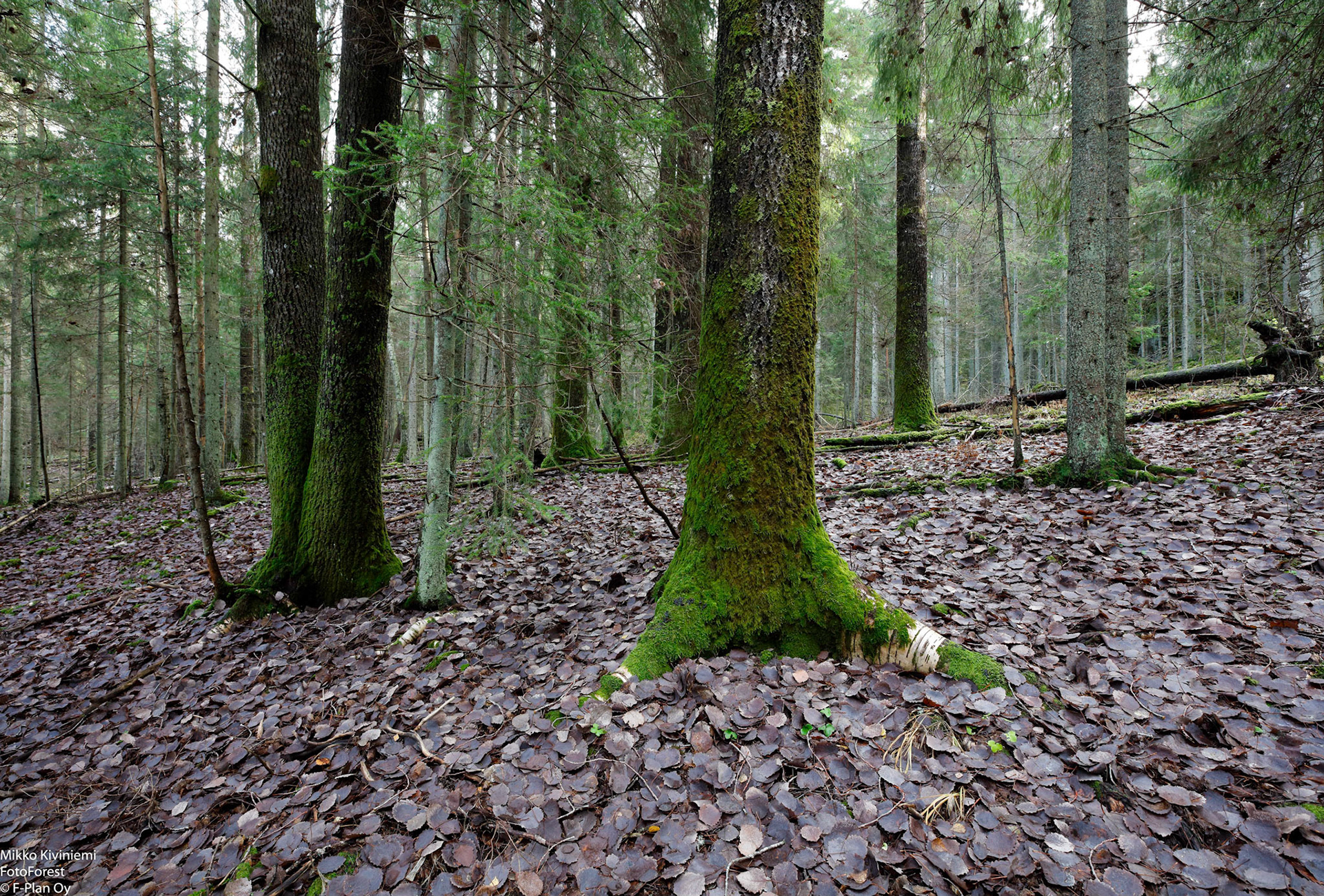 Haapa, Nuuksion kansallispuisto 563