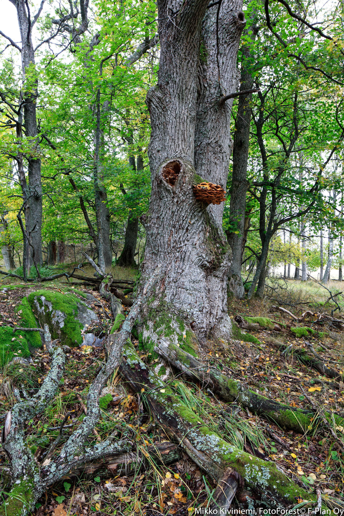 1005 Tammen Rikkikääpä