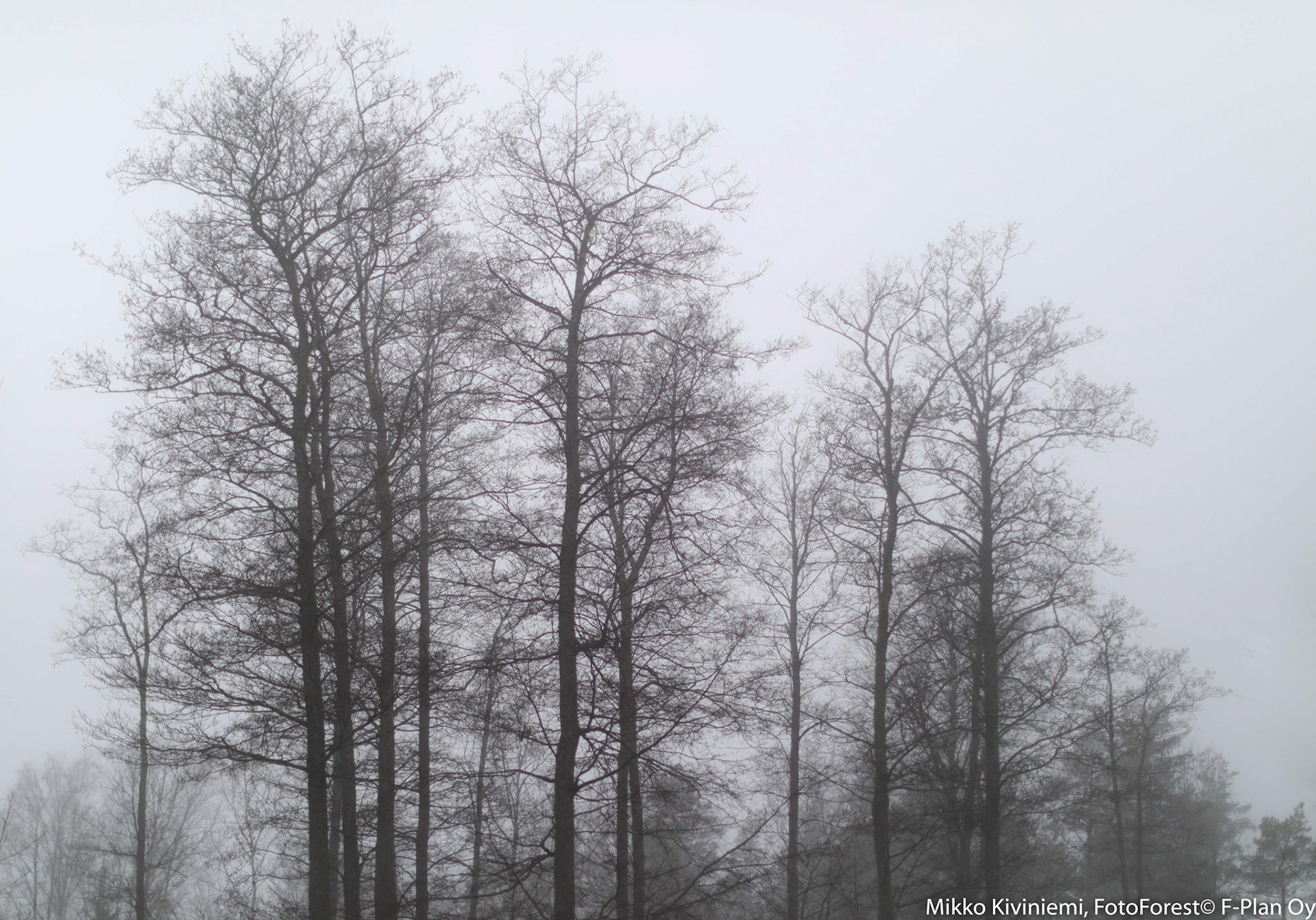 Tervaleppä, Espoo 1061