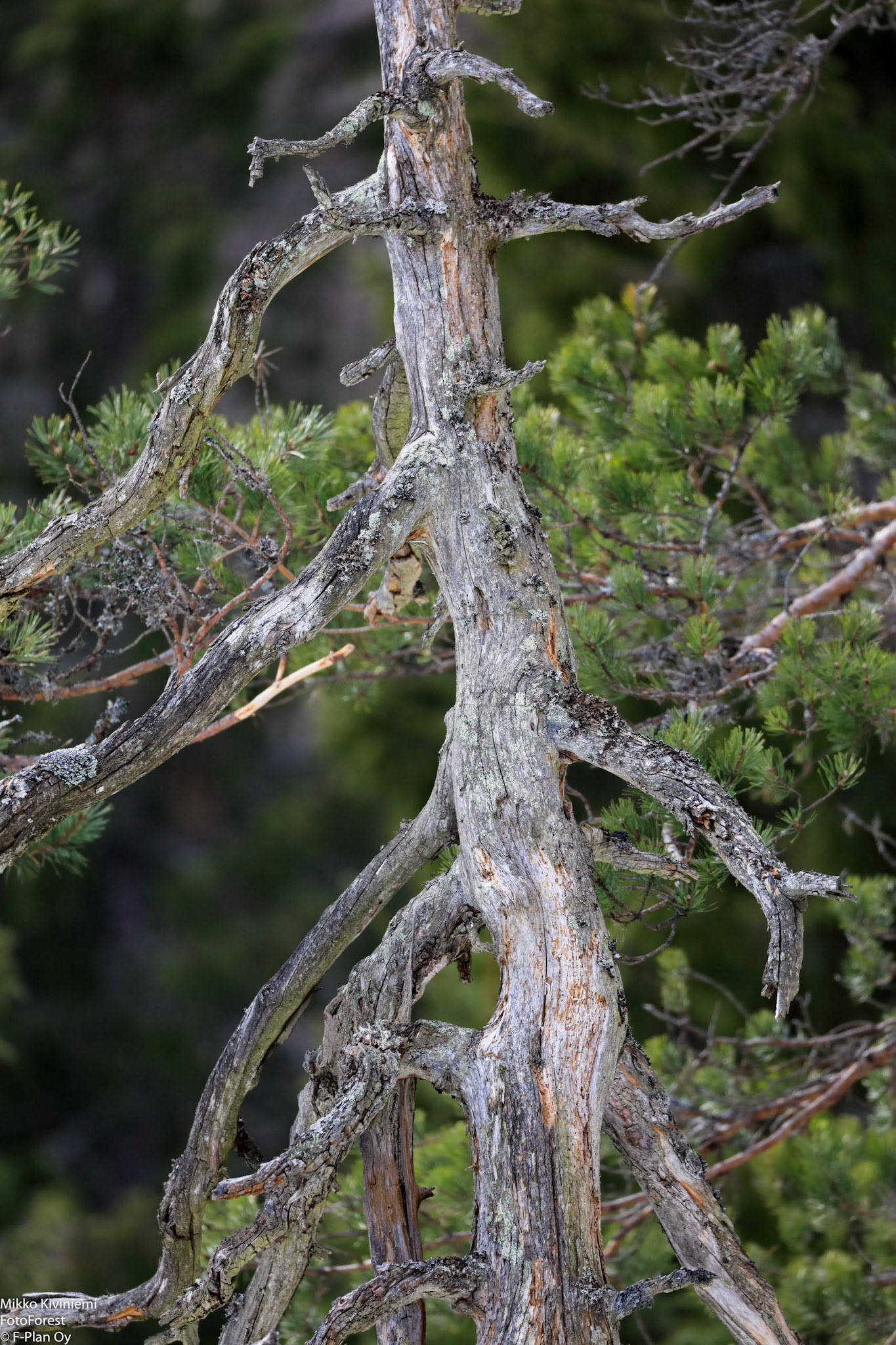 Mänty, Nuuksio 1093