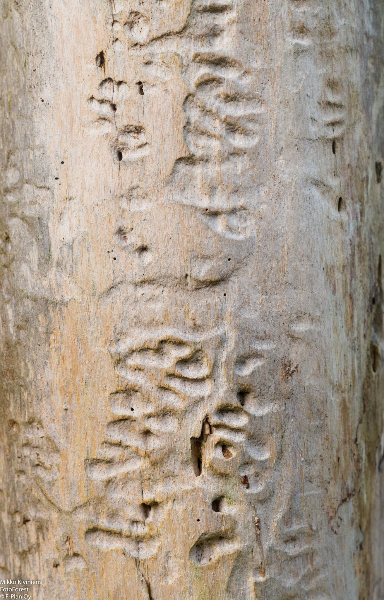 1027, Sarvijaakon syömäkuvio, Mänty