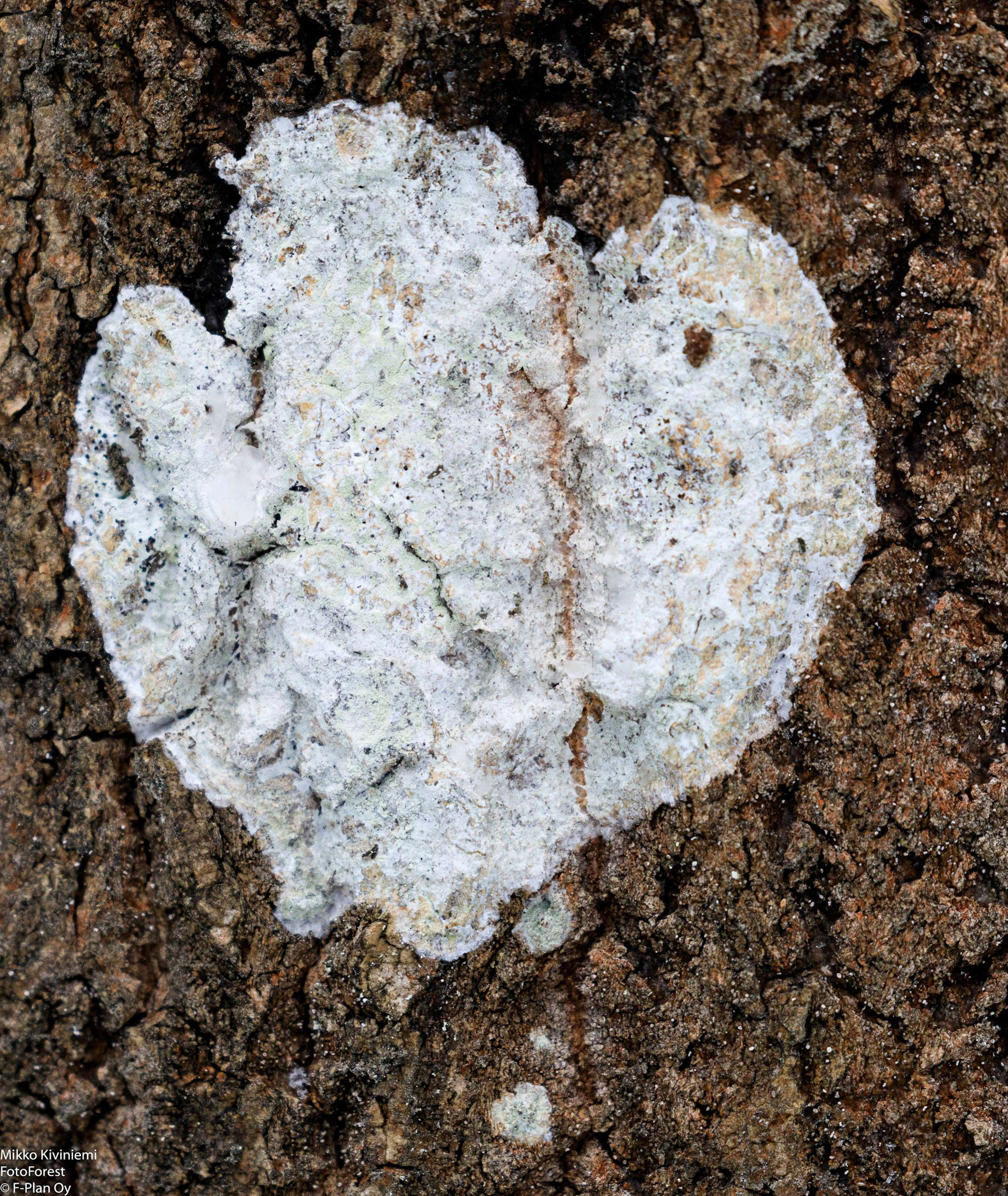 Haavanläiskäjäkälä 
(Phlyctis argena), Nuuksion kansallispuisto, 1129