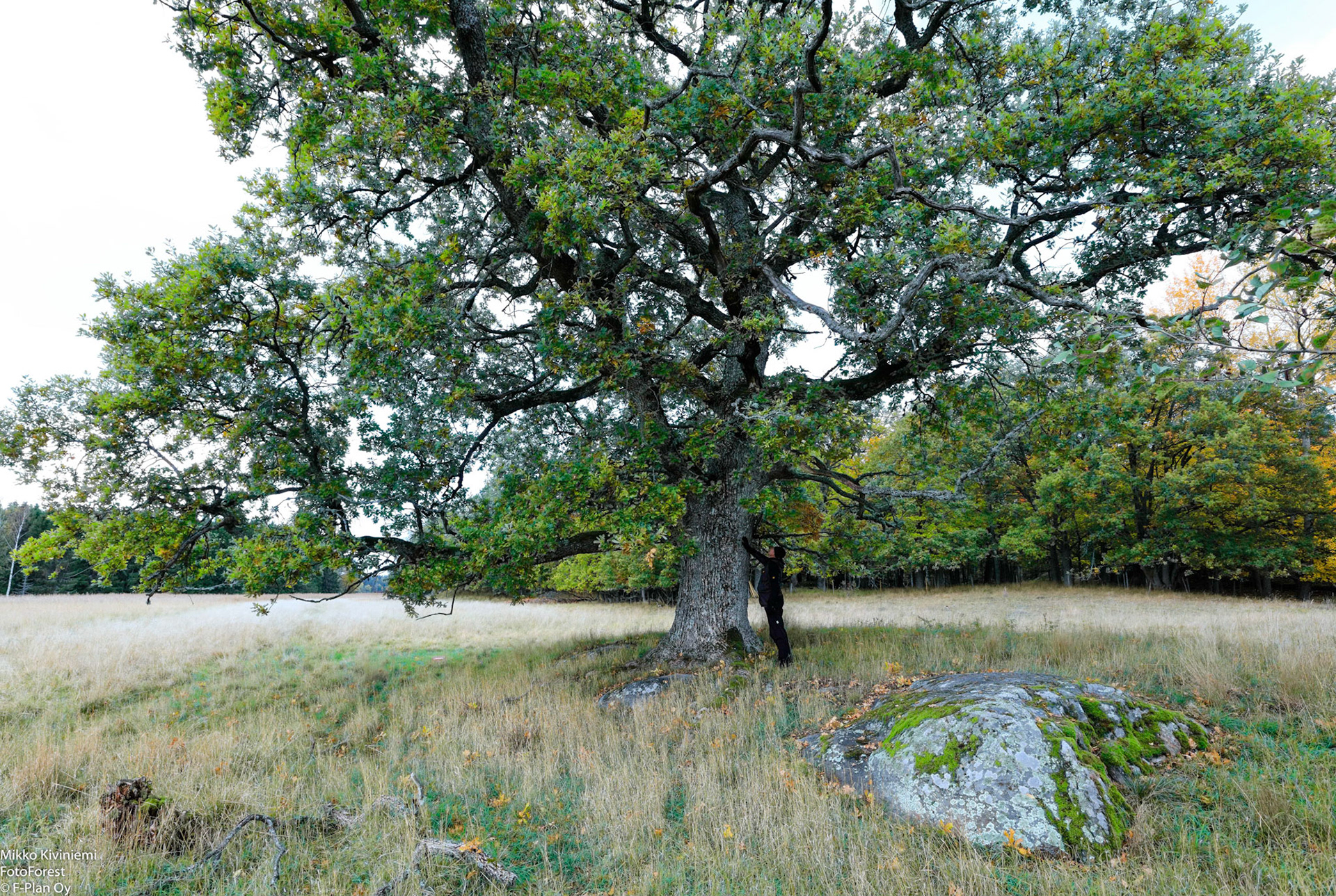 Tammi, Elisaari, 1139