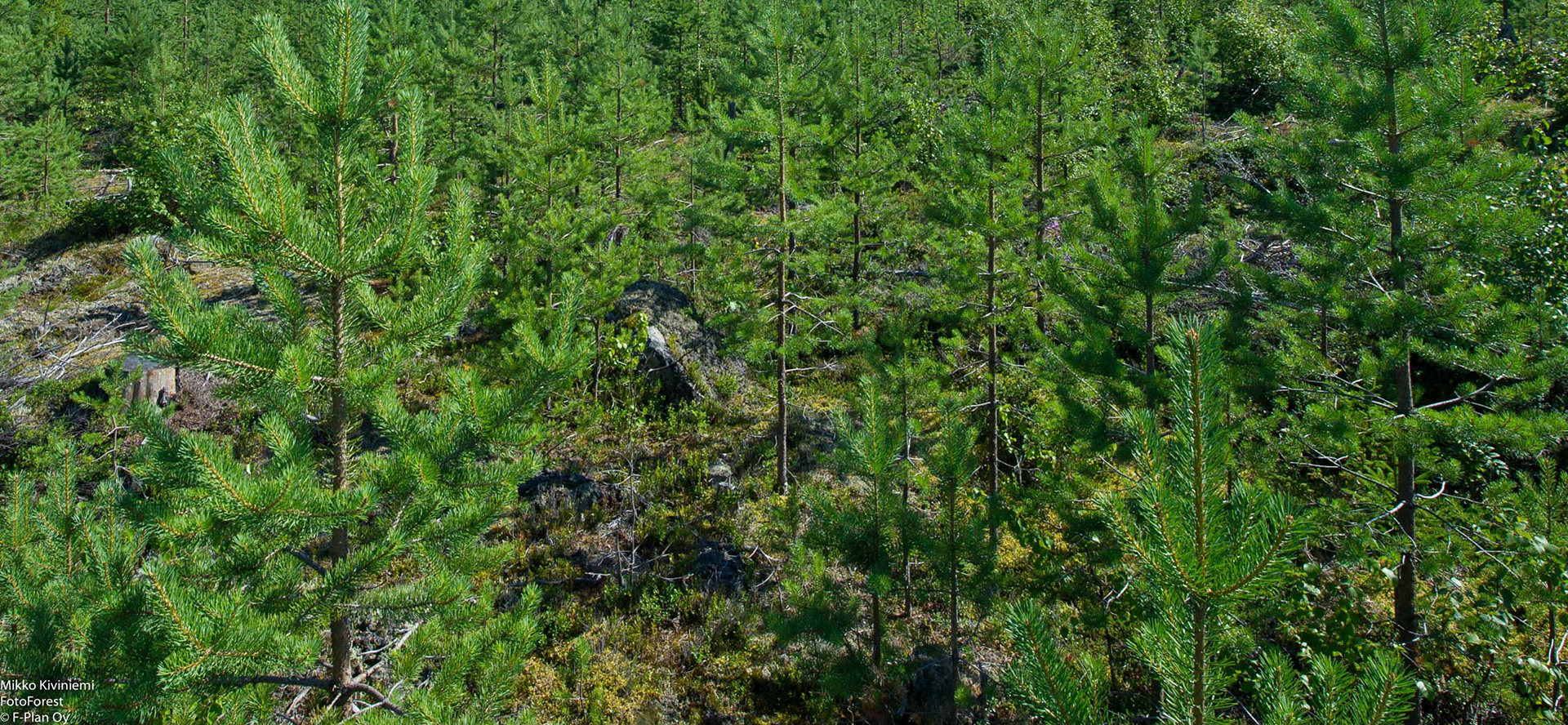 Mänty, Suomussalmi 1104