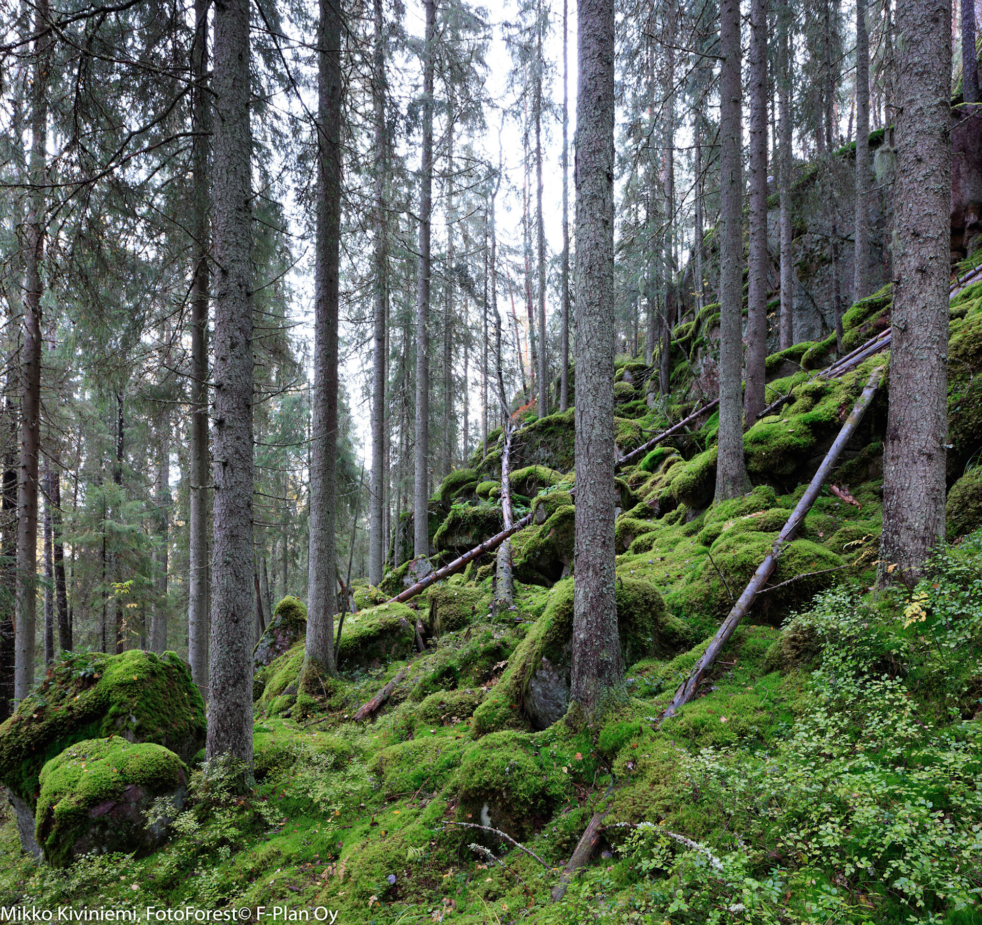 Kuusi, Nuuksion kansallispuisto 571