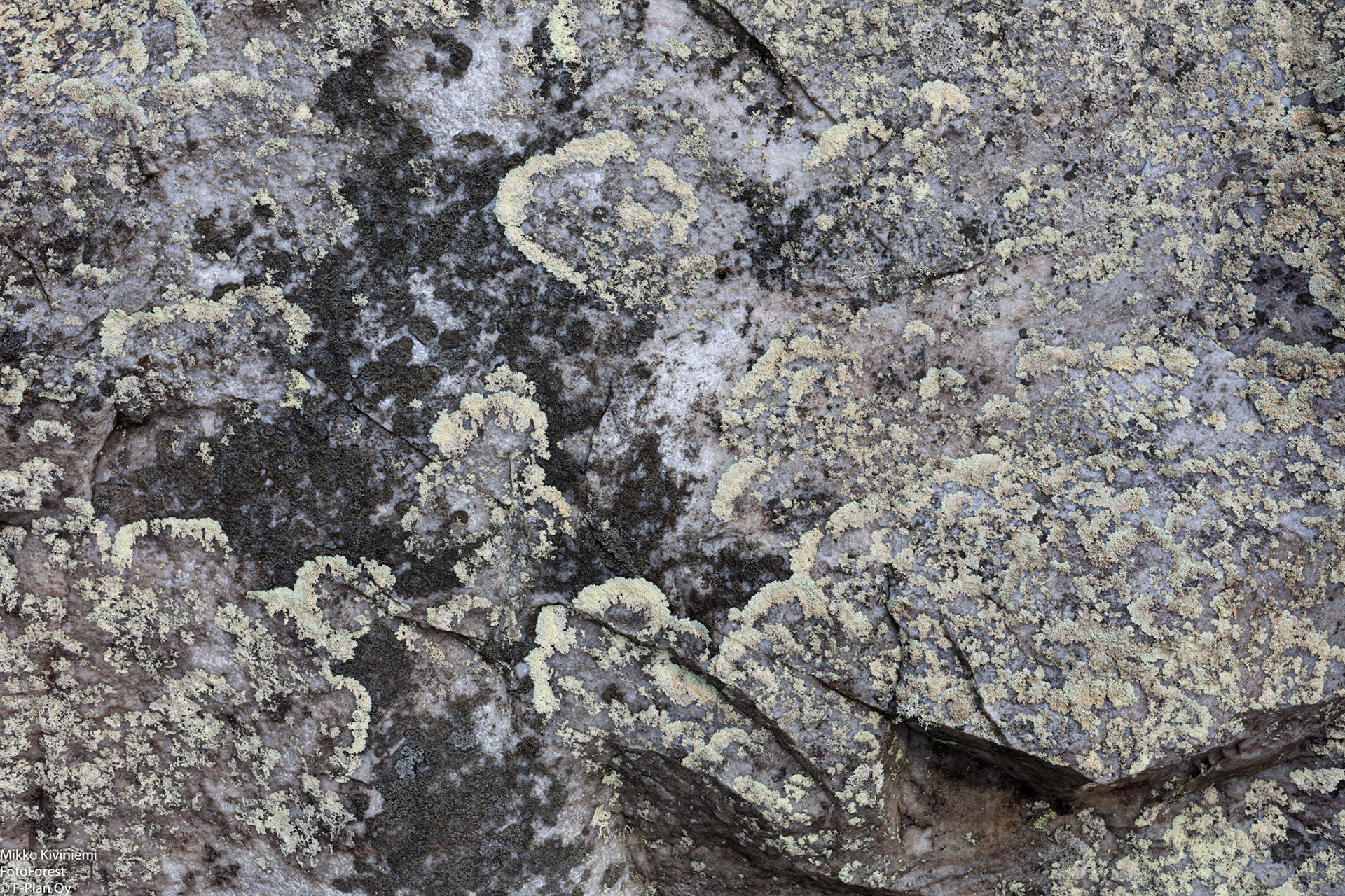 Karttajäkälä, 1233