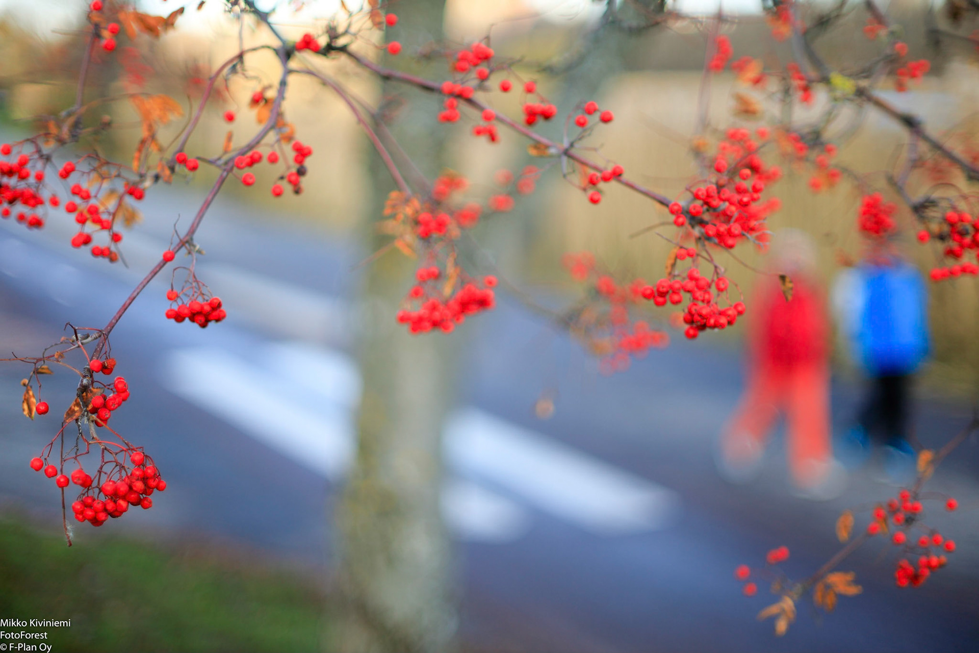 Pihlaja, Helsinki 1050