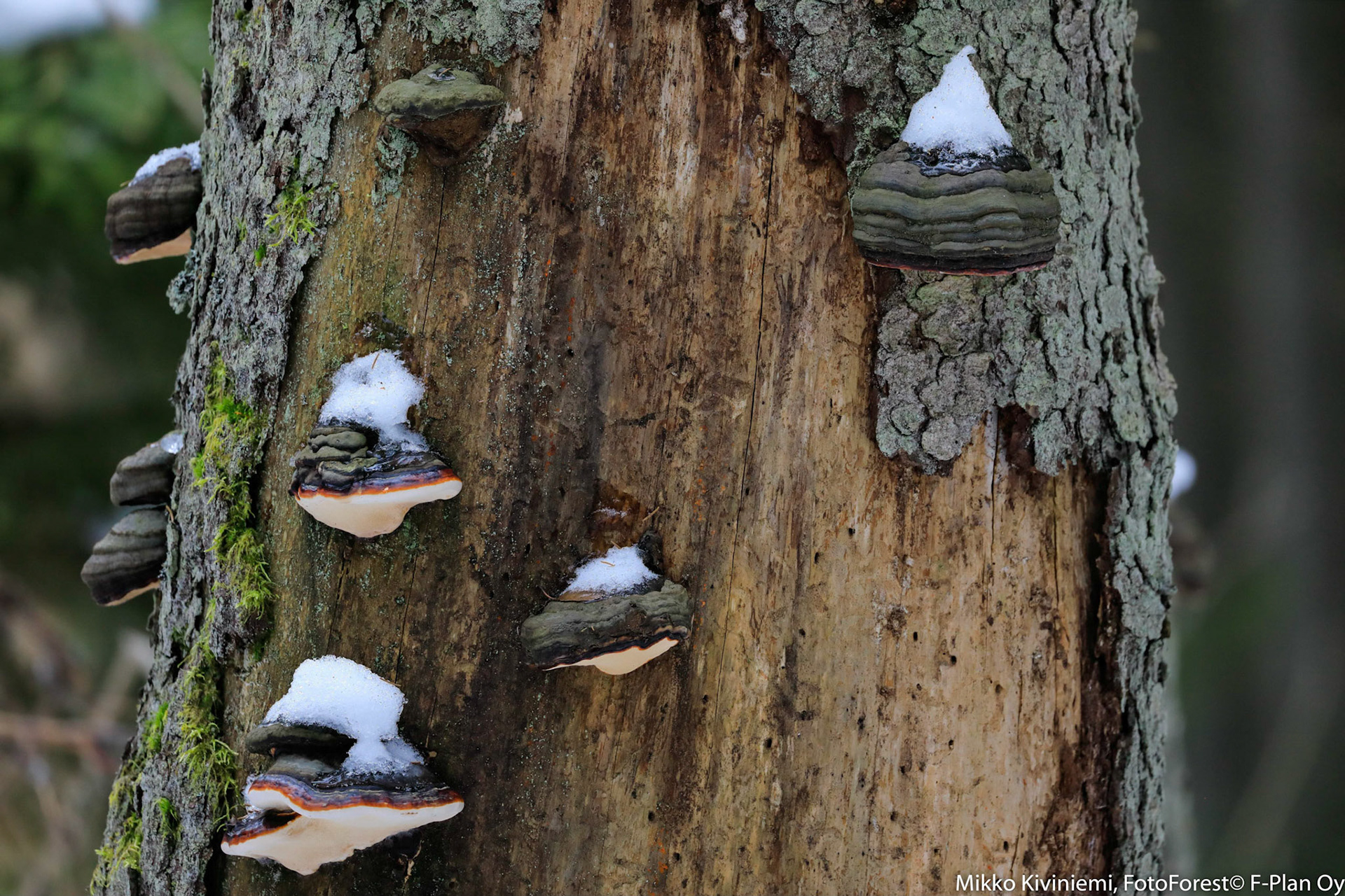 Kantokääpä, Kuusi, Nuuksio 1089