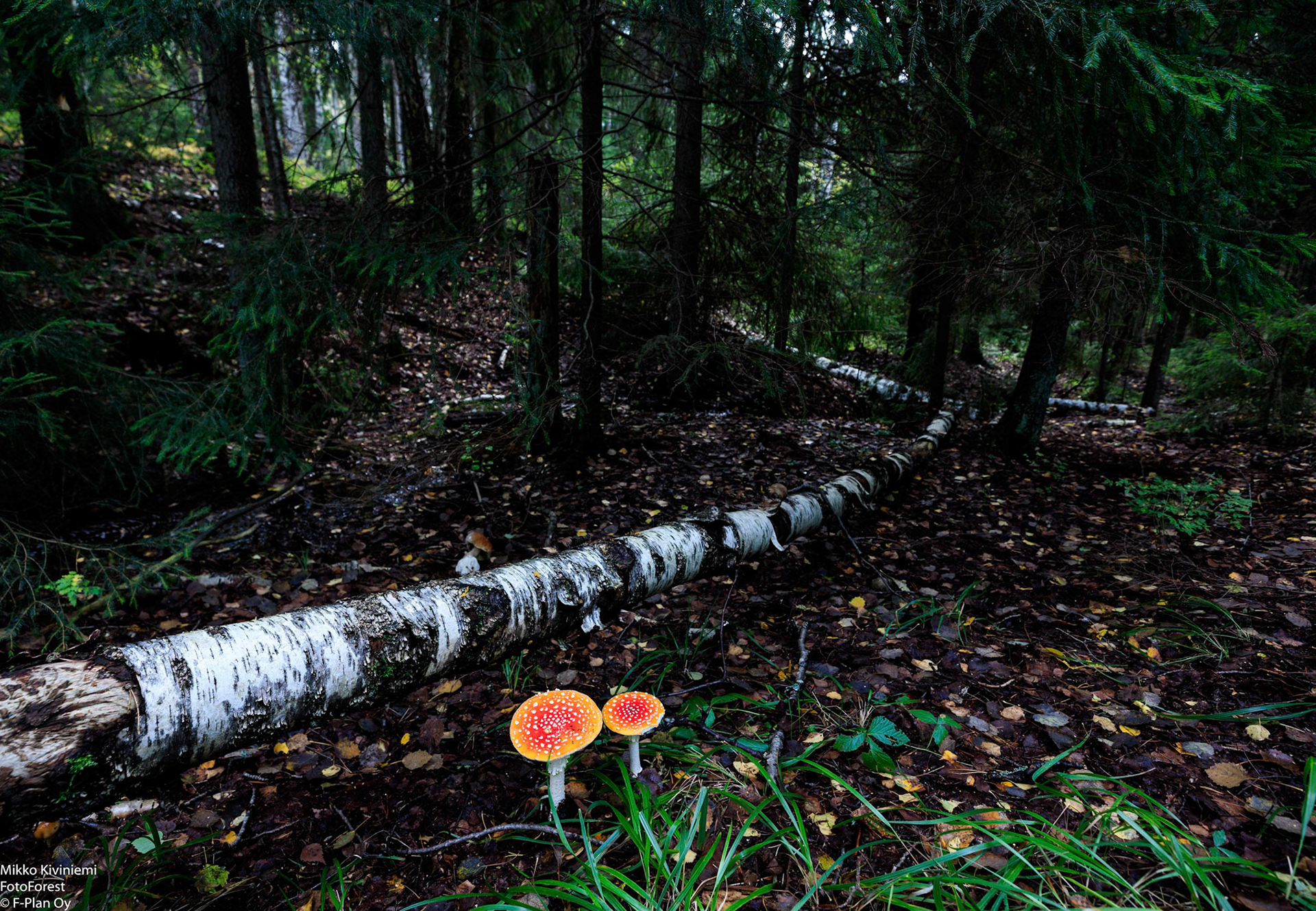 Kärpässeni, Nuuksion kansallisuisto, 854