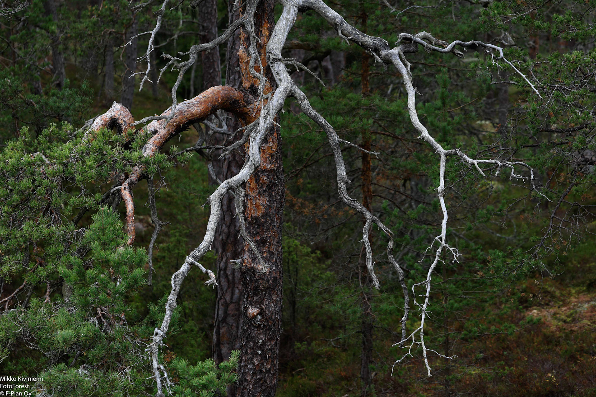 Mänty, Porkkala, Kirkkonummi 1041