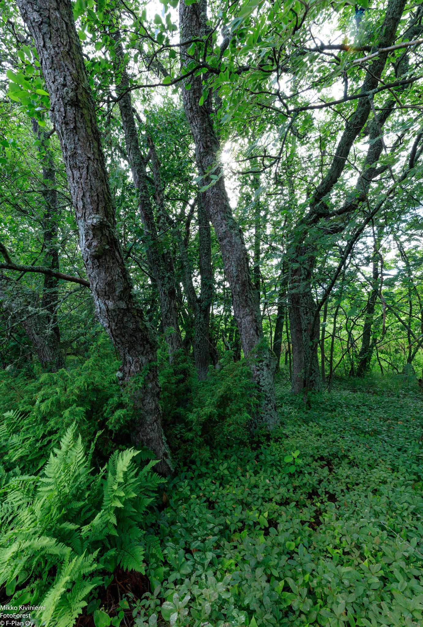 Tervaleppä, Isokari 274