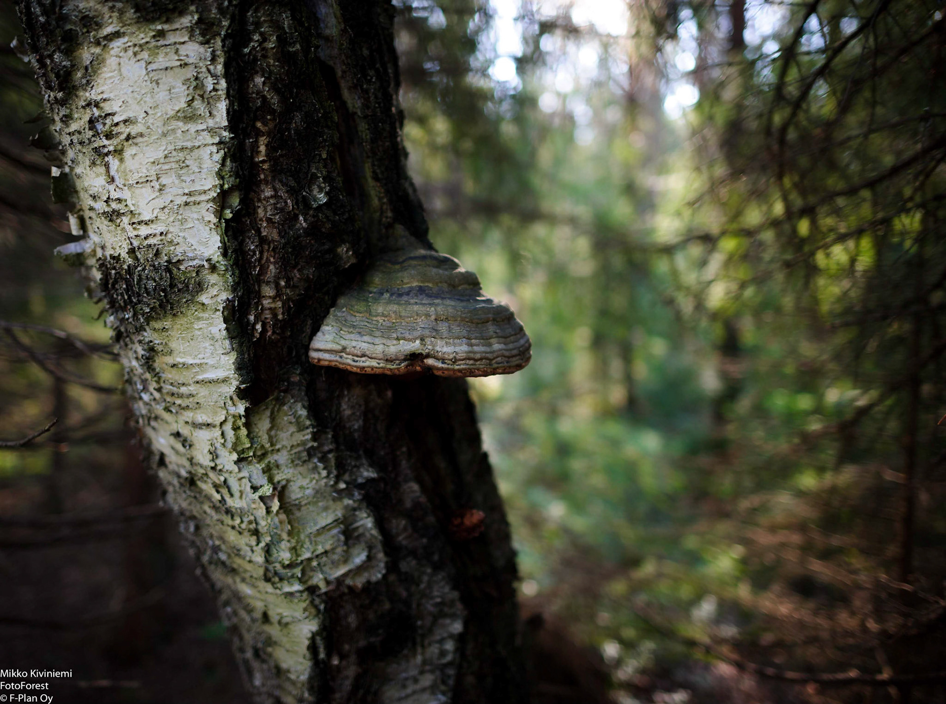 Taulakääpä, Pieksämäki, 1119