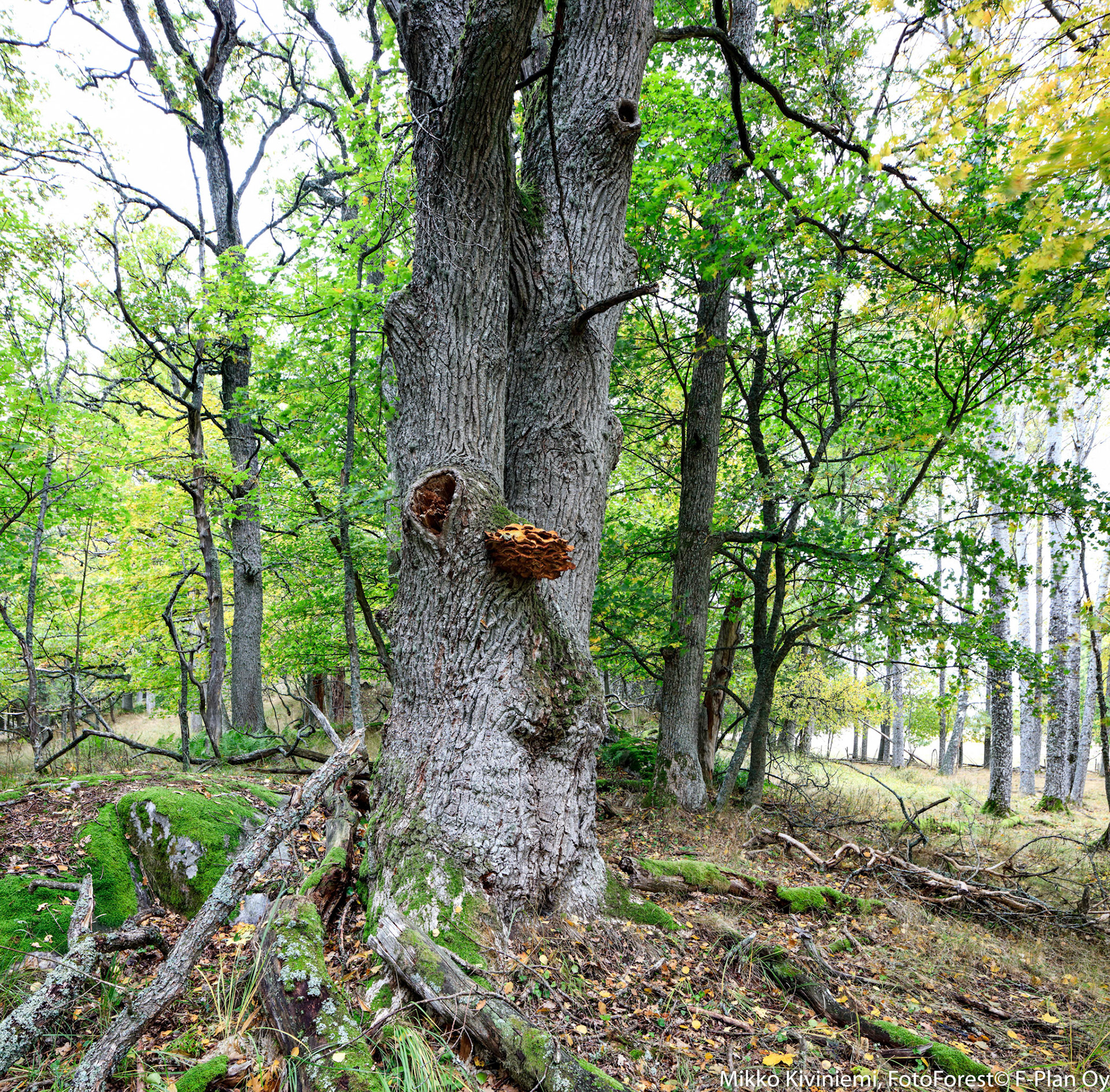 1007 Tammen Rikkikääpä