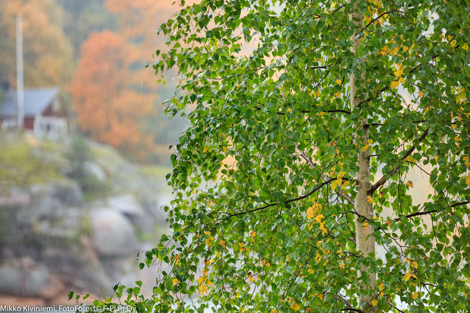 Koivu, Kirkkonummi 568