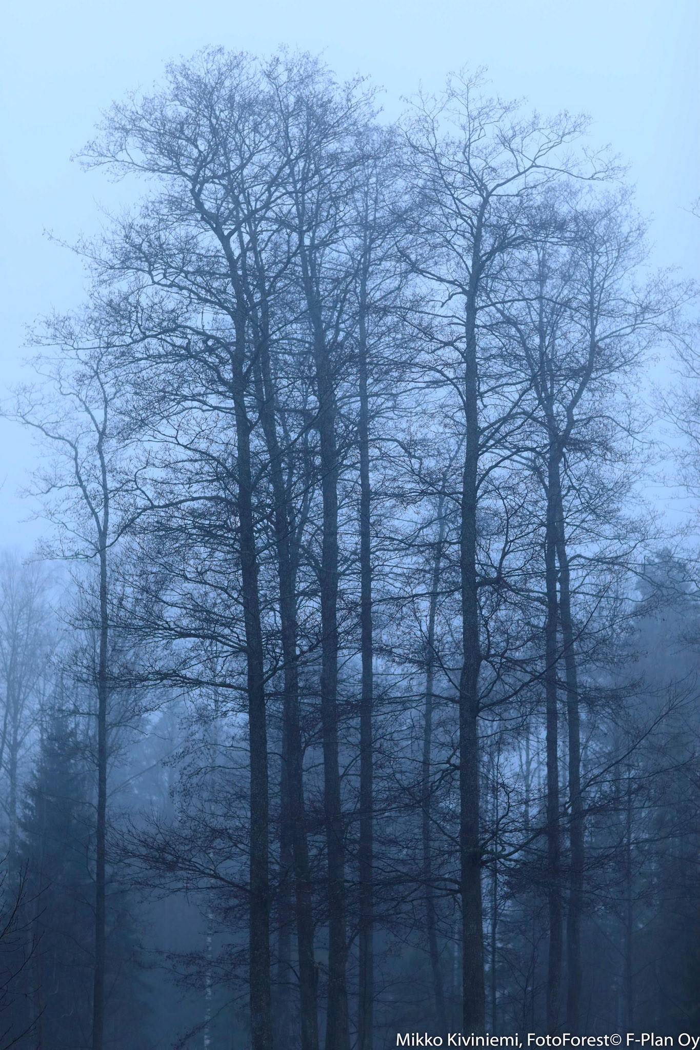 Tervaleppä, Espoo 1057