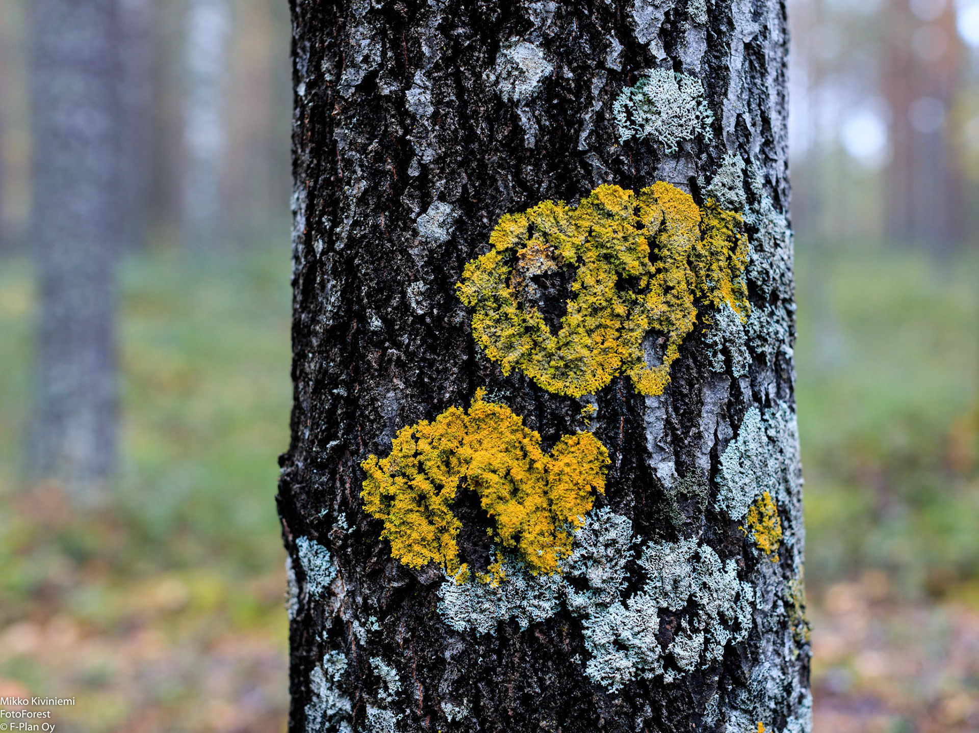 Haavan keltajäkälä, Pieksämäki, 1127