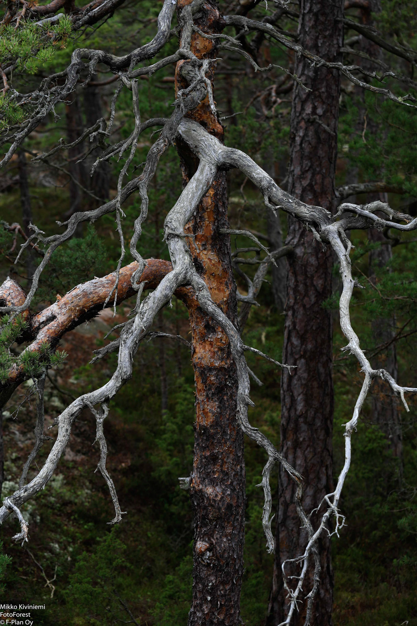 Mänty, Porkkala, Kirkkonummi 1043