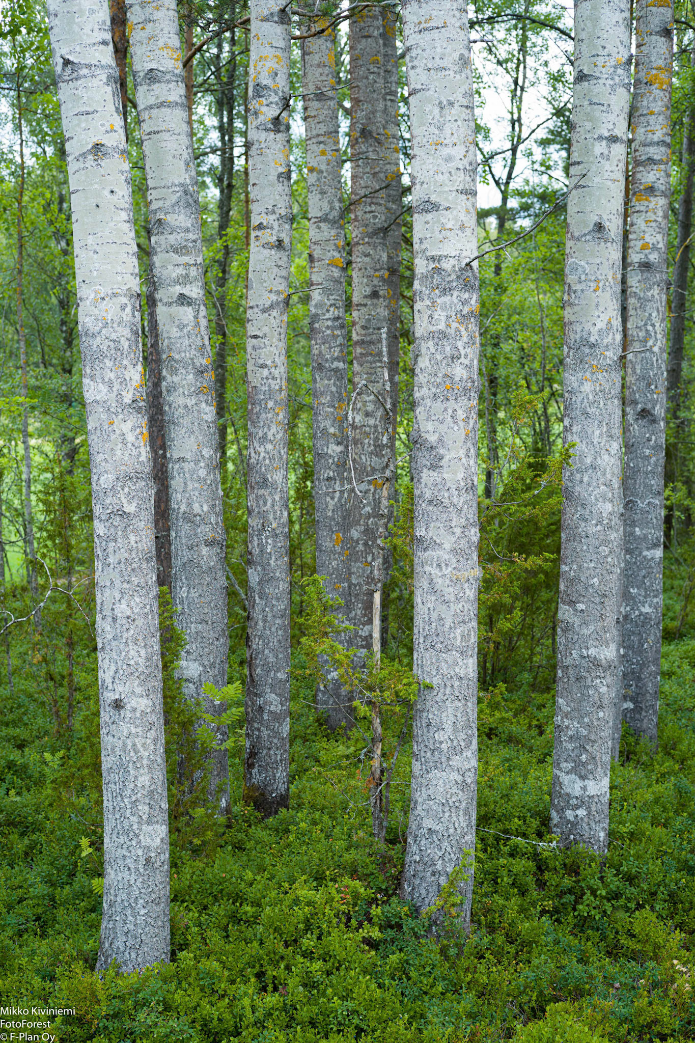 Haapa, Uusikaupunki 1047