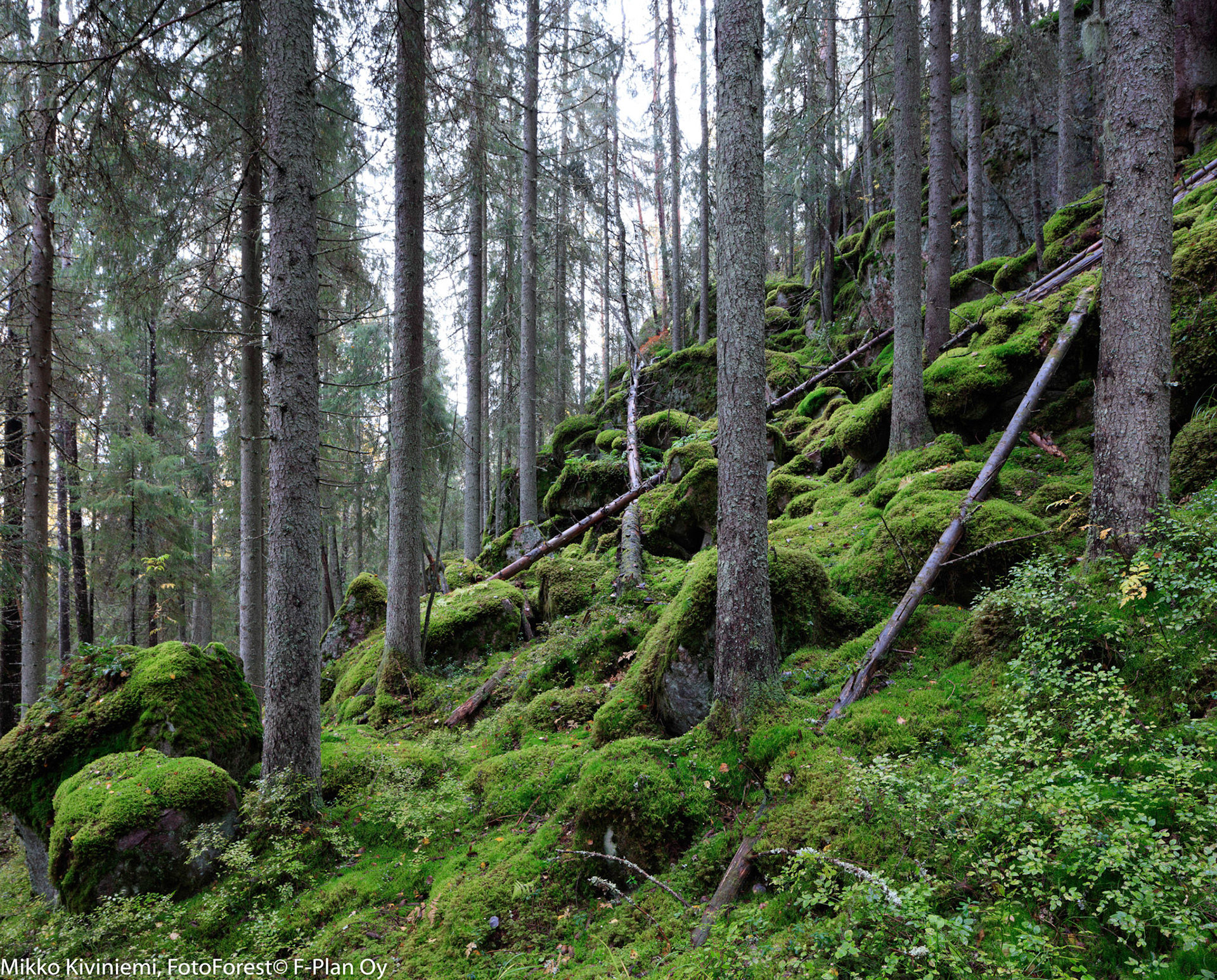 Kuusi, Nuuksion kansallispuisto 570