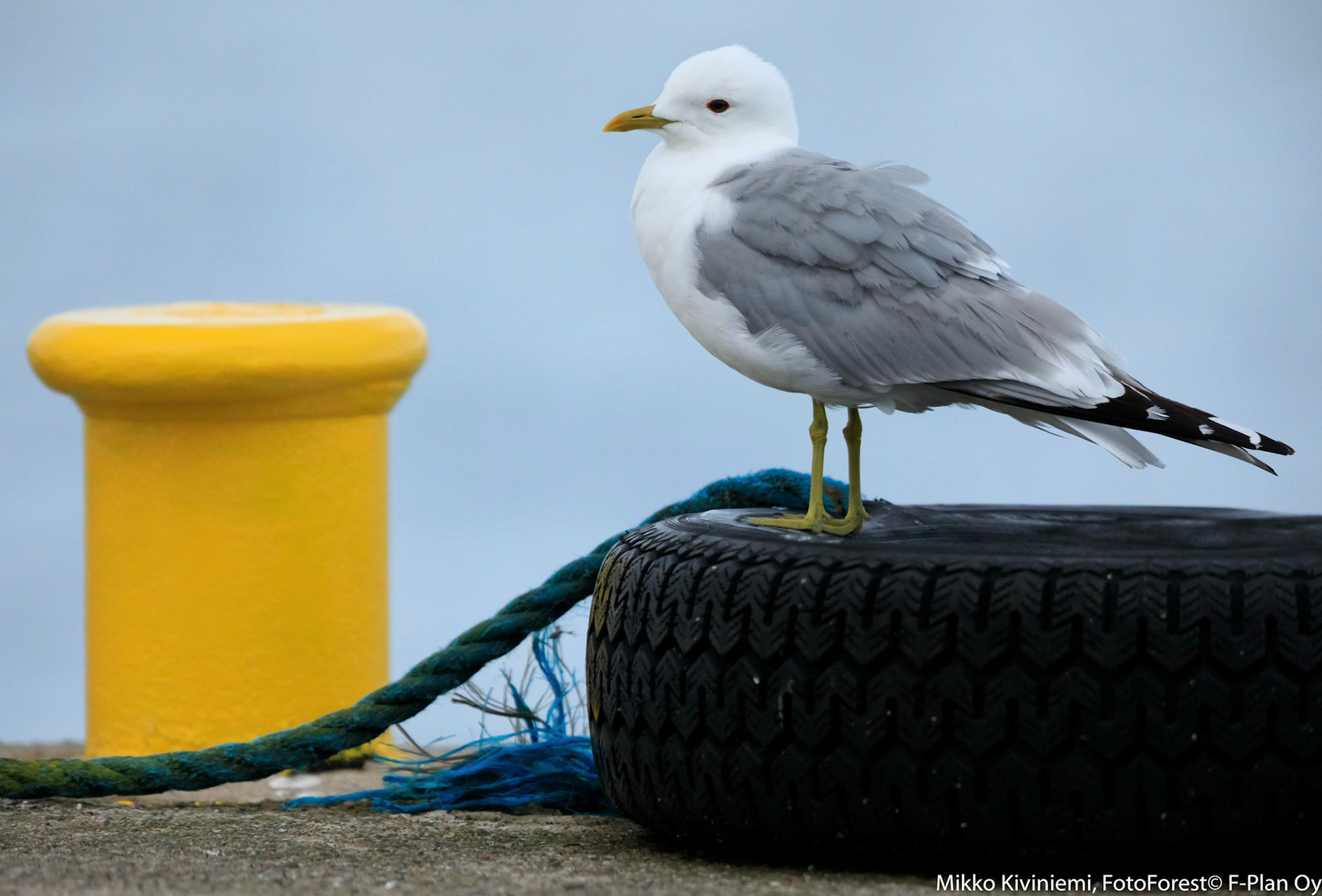 Kalalokki (Larus canus), Isokari, 1189
