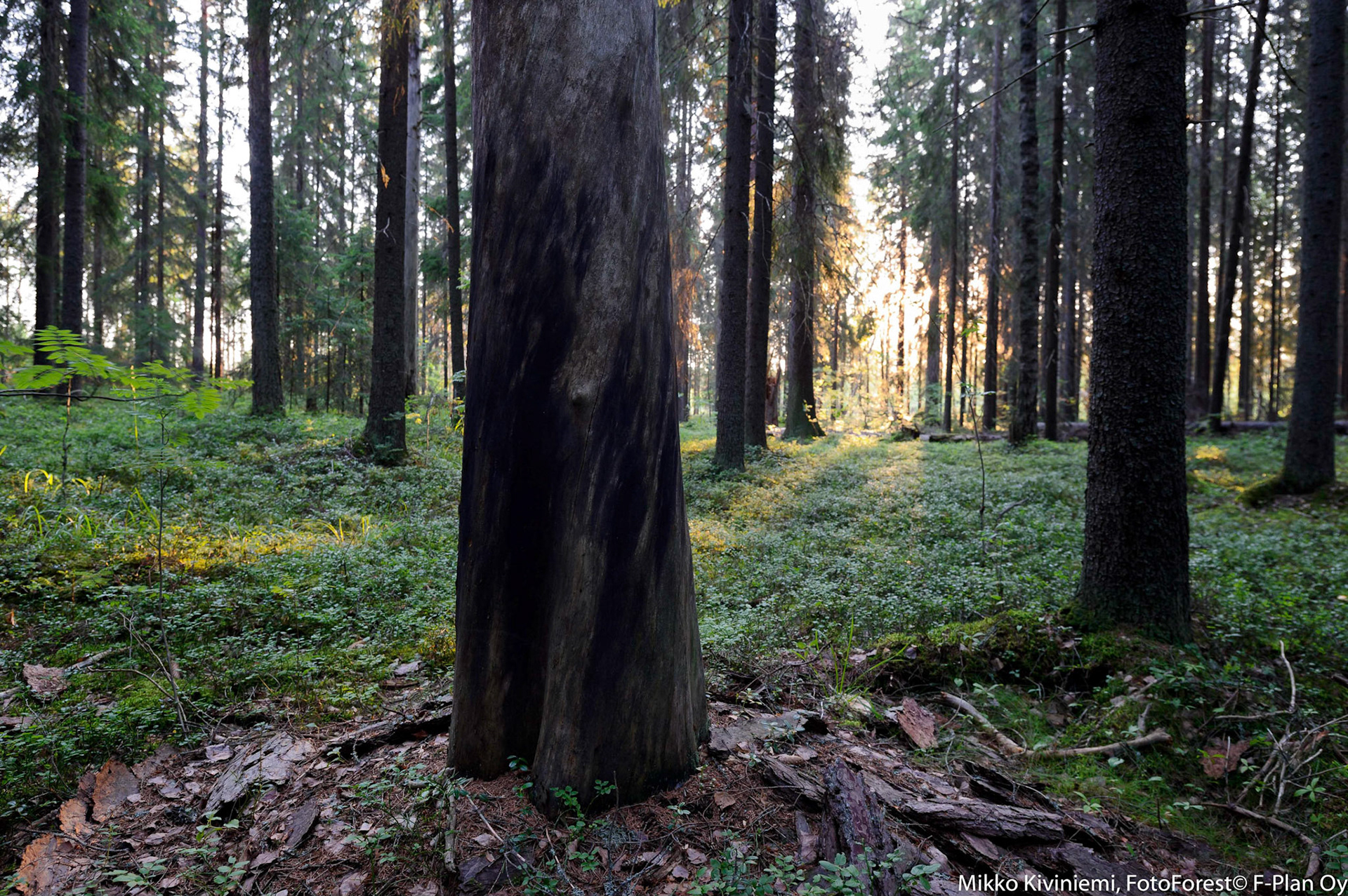 Keloutuva mänty, Pieksämäki, 1116