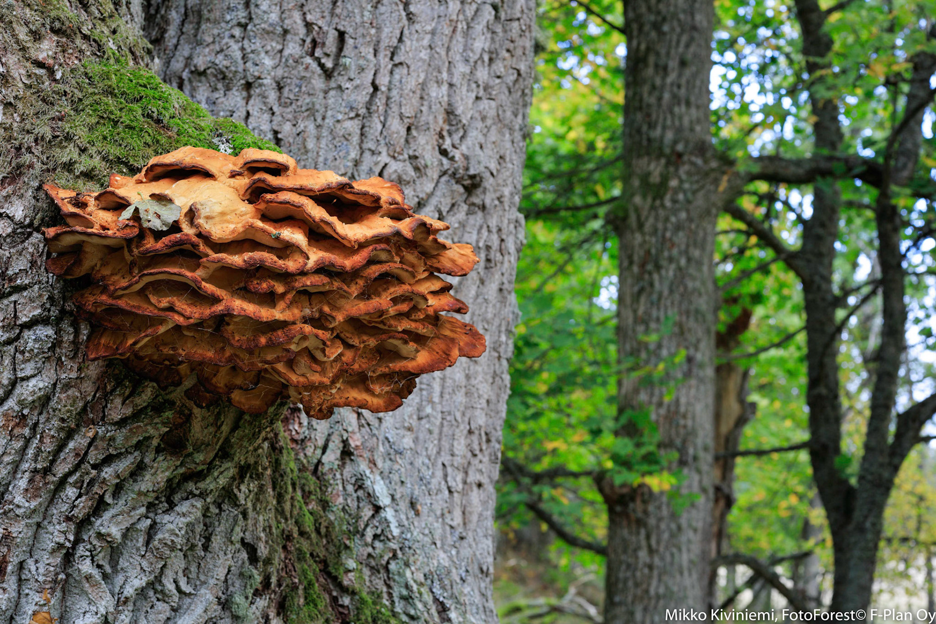 1003 Tammen Rikkikääpä